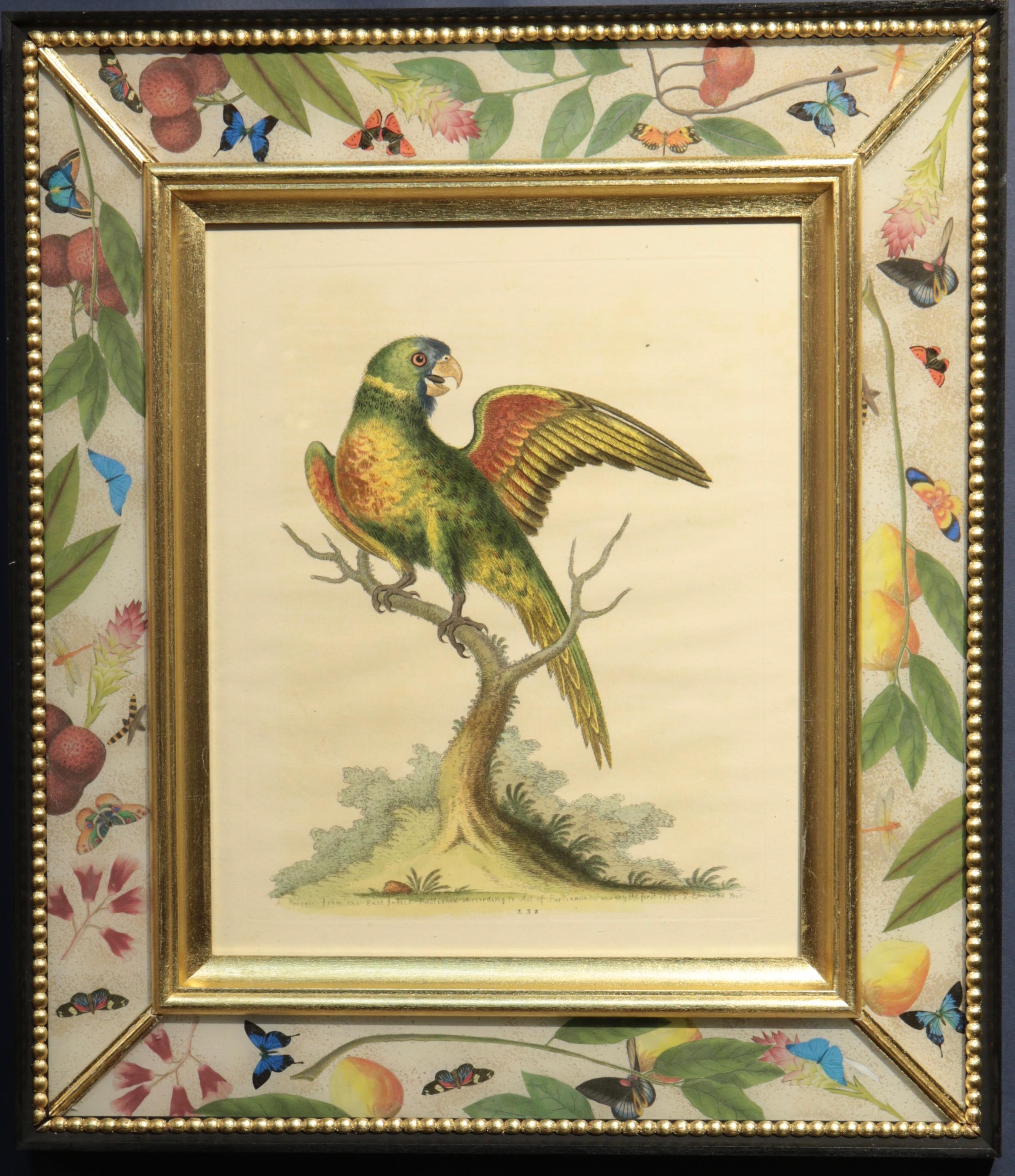 A set of twelve eighteenth century etchings of parrots in fine original period colouring, set in hand made decalcomania and reverse painted frames.
