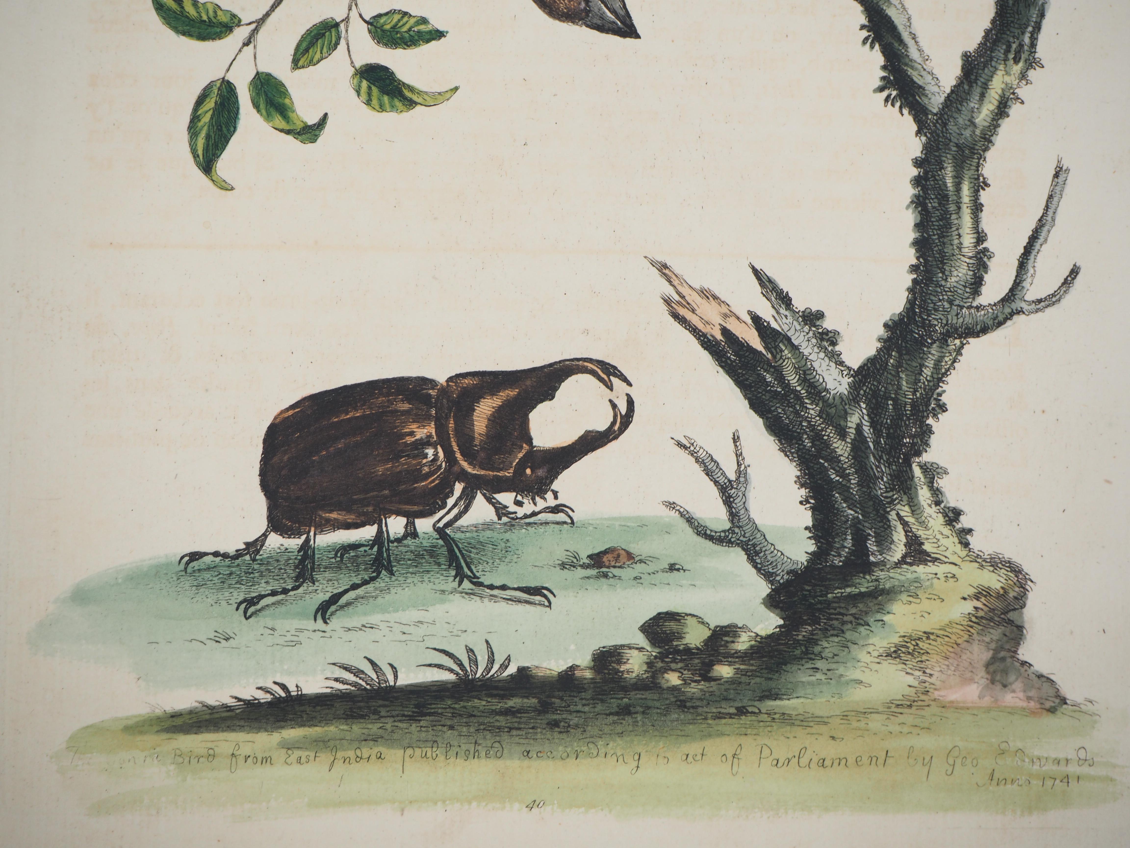  Vogel und Käfer – Radierung und Aquarell (Naturgeschichte von Vögeln, 1741) – Print von George Edwards