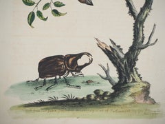 Uccello e coleottero - Acquaforte e acquerello (Storia naturale degli uccelli, 1741)