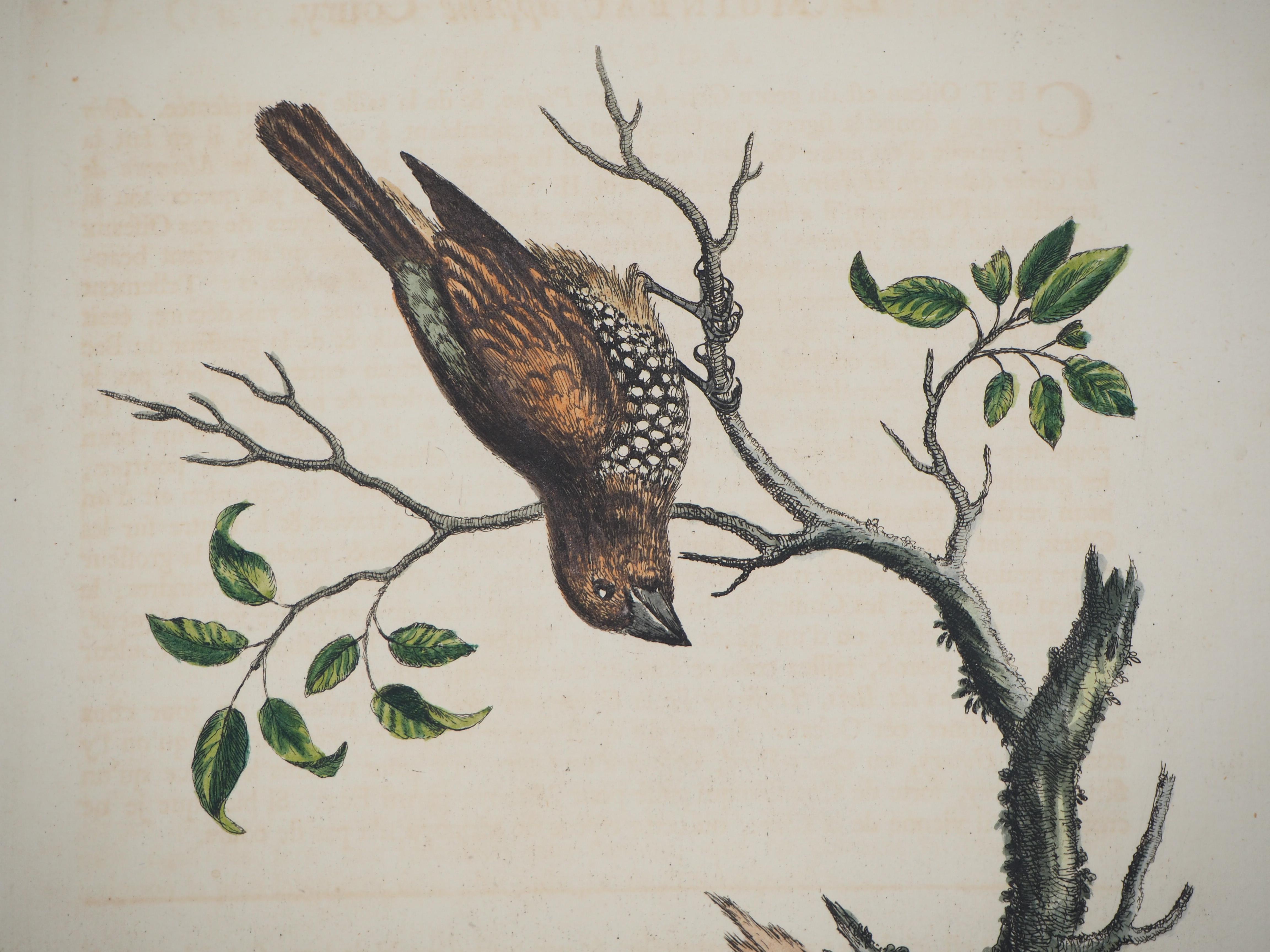  Vogel und Käfer – Radierung und Aquarell (Naturgeschichte von Vögeln, 1741) (Akademisch), Print, von George Edwards