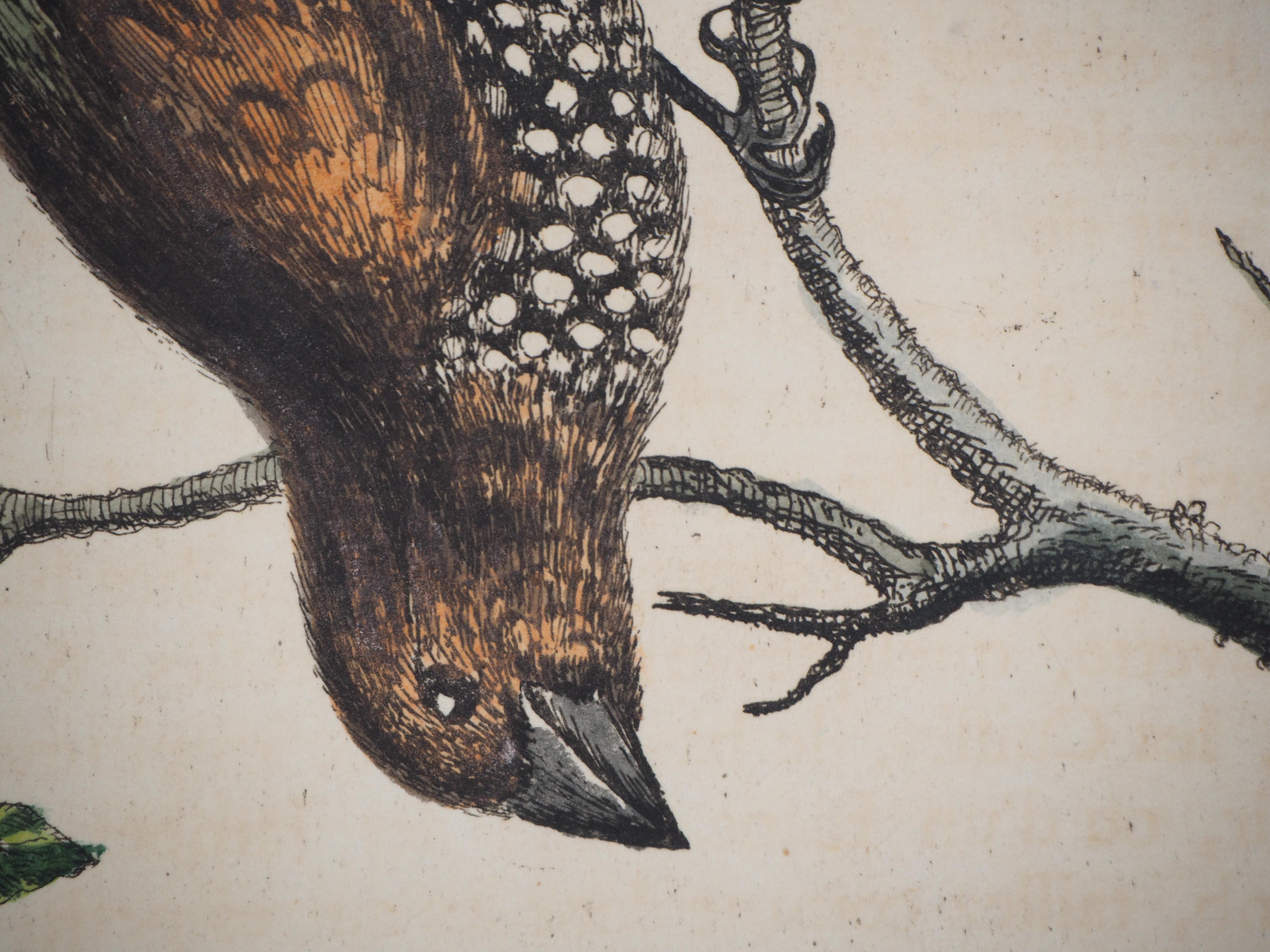  Vogel und Käfer – Radierung und Aquarell (Naturgeschichte von Vögeln, 1741) (Beige), Animal Print, von George Edwards