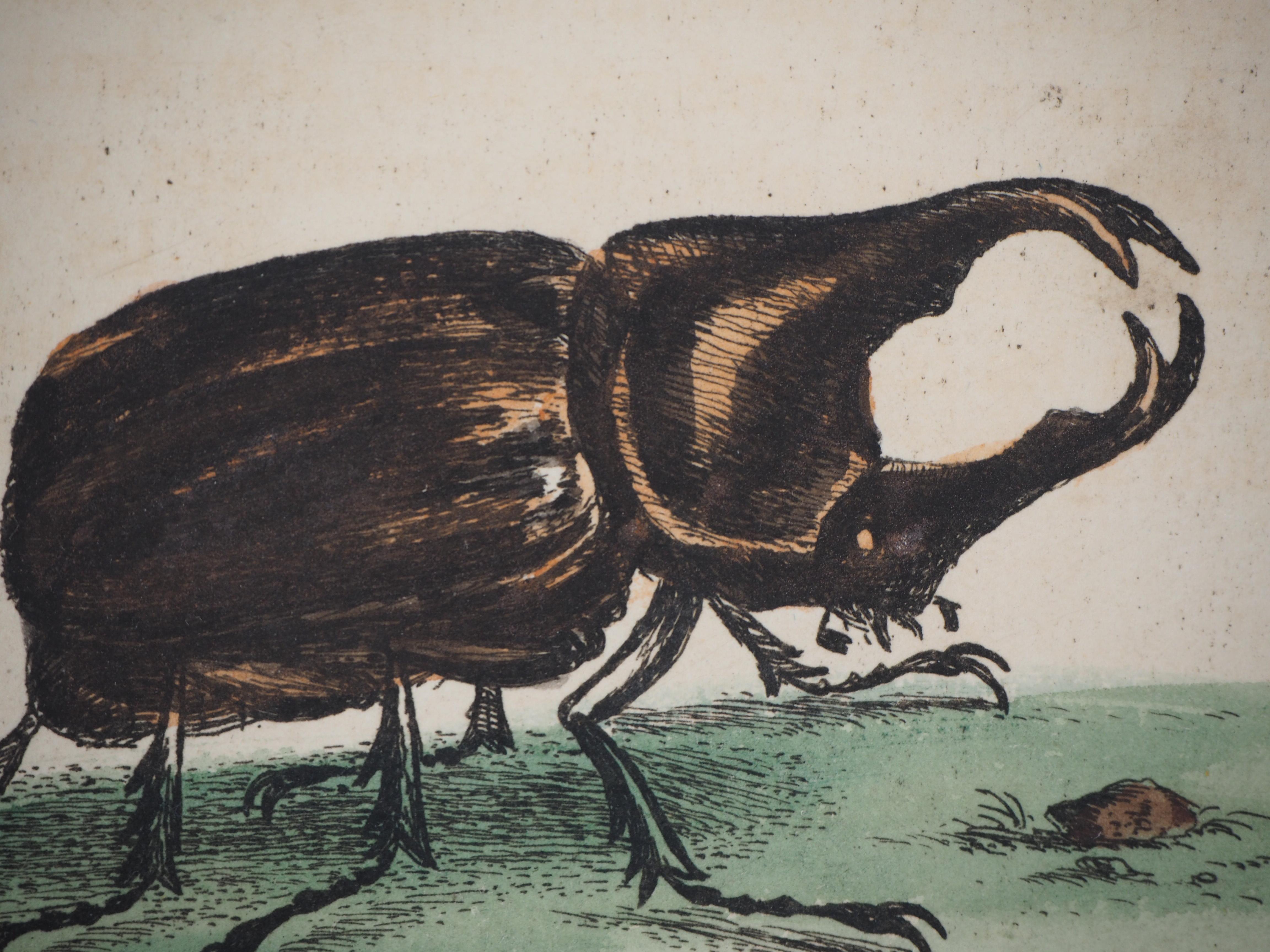 George EDWARDS
Pájaro y escarabajo (