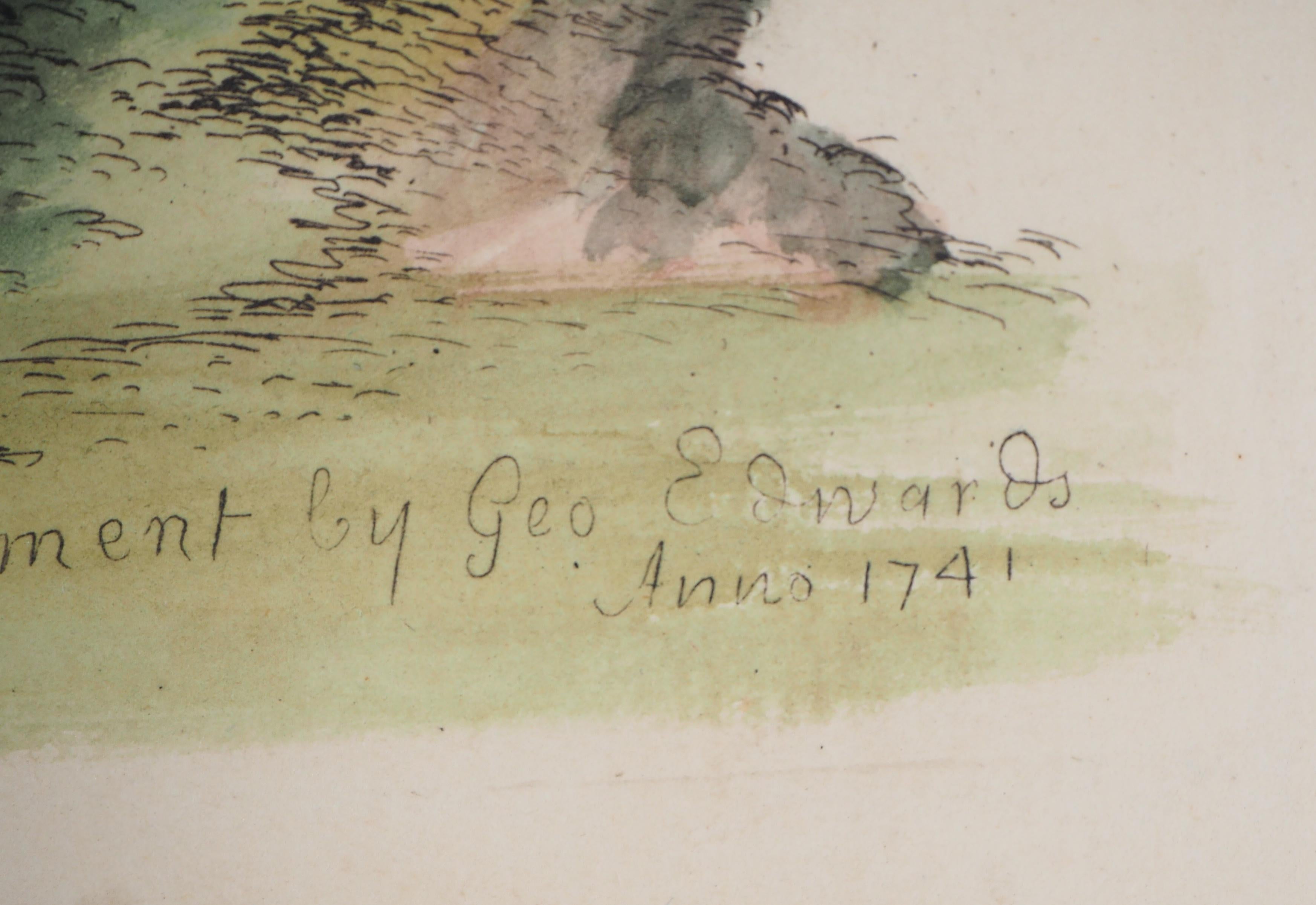 Pájaro y escarabajo - Aguafuerte y acuarela (Historia Natural de las Aves, 1741) en venta 2