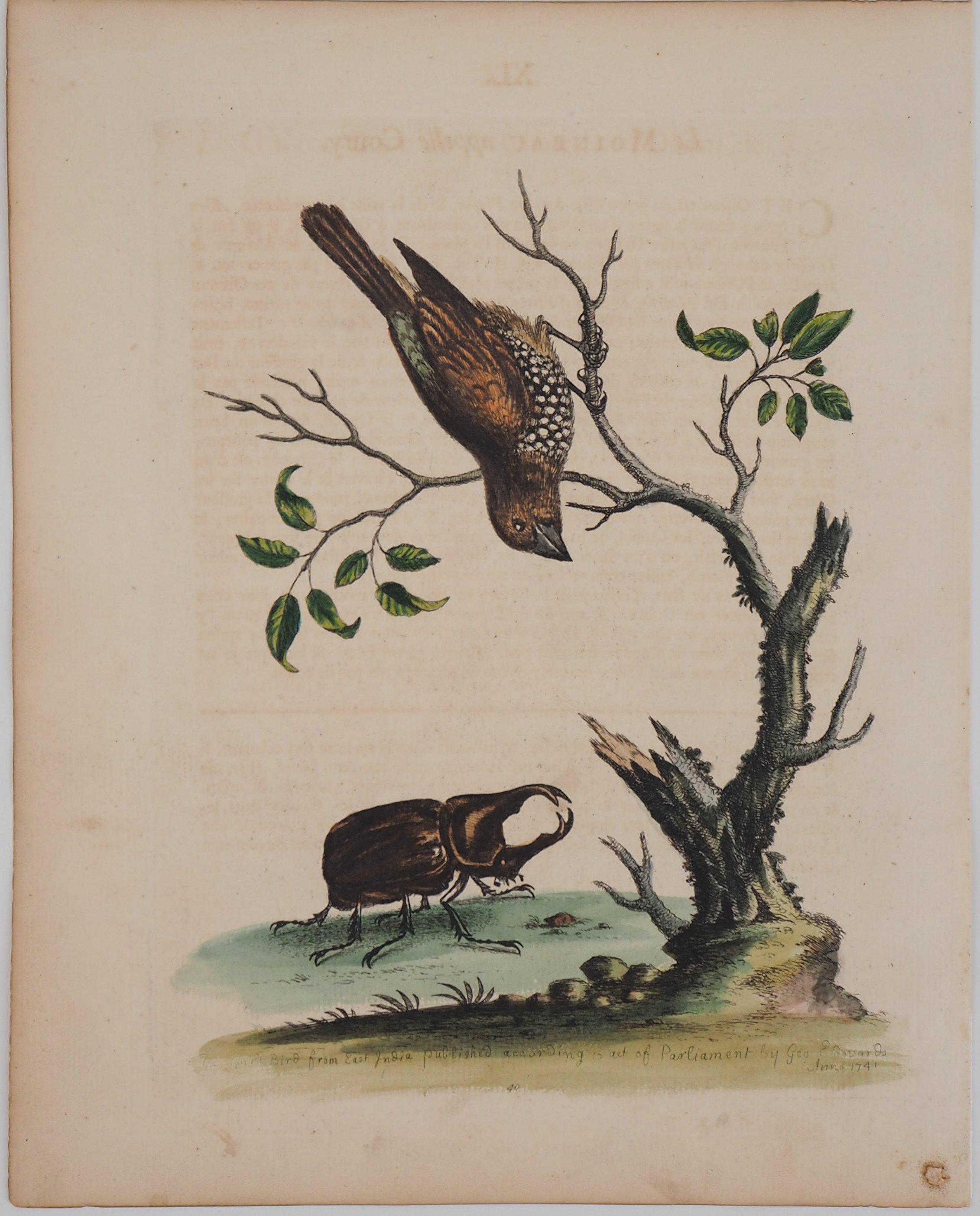 George Edwards Animal Print –  Vogel und Käfer – Radierung und Aquarell (Naturgeschichte von Vögeln, 1741)