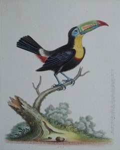 George Edwards, A Toucan on a branch, 18th century hand coloured engraving