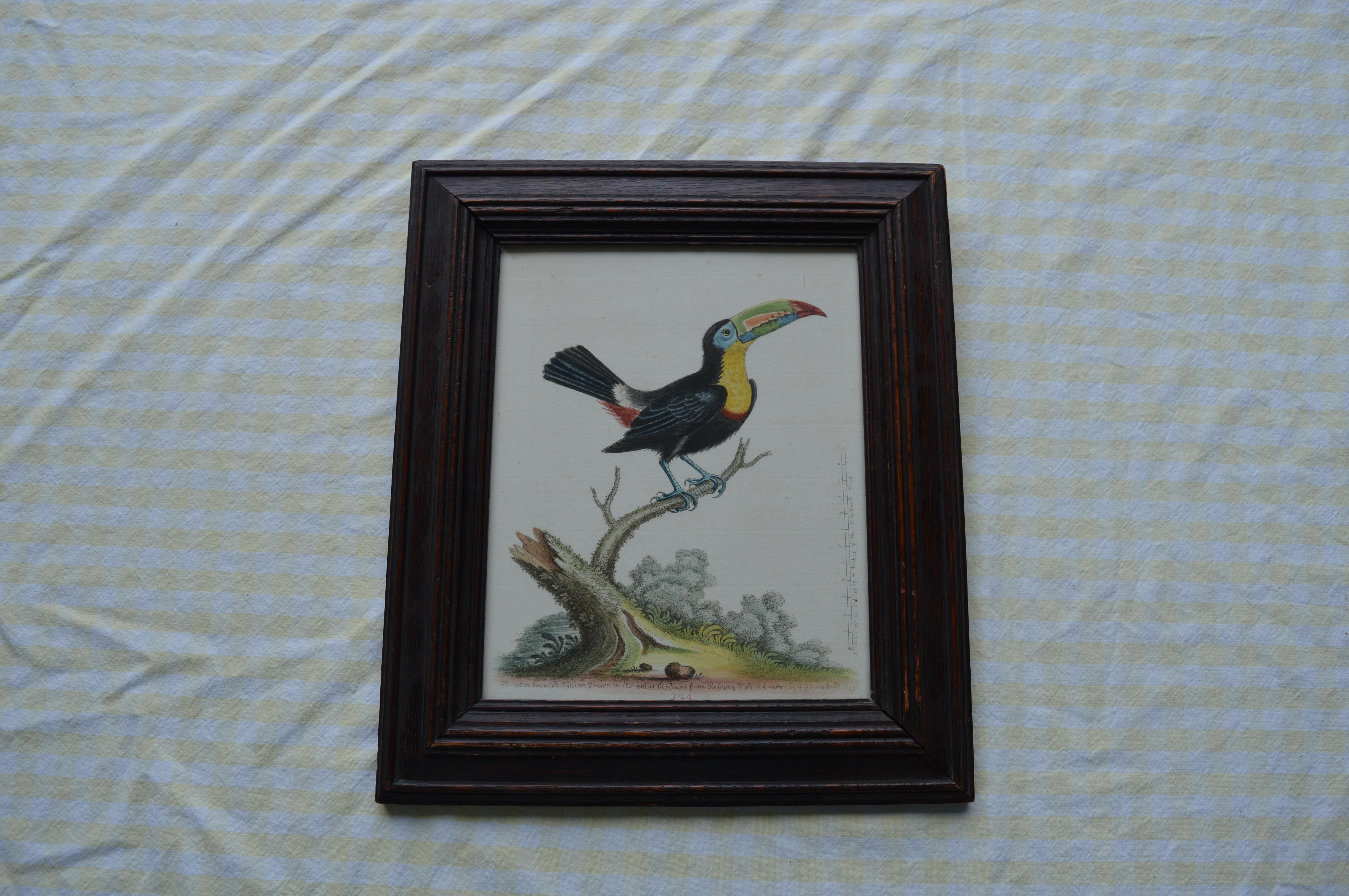 George Edwards, A Toucan on a branch, 18th century hand coloured engraving 3