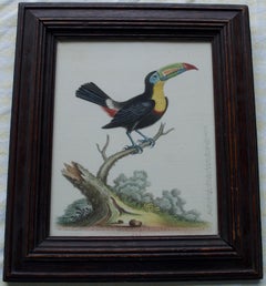 George Edwards:: Un toucan sur une branche:: gravure colorée à la main du 18e siècle