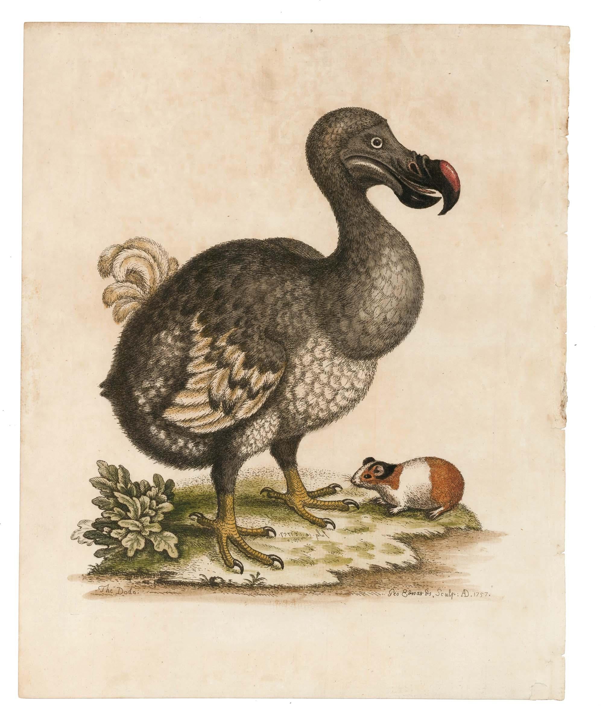  Hand-Colored Dodo Bird Engraving - Print by George Edwards