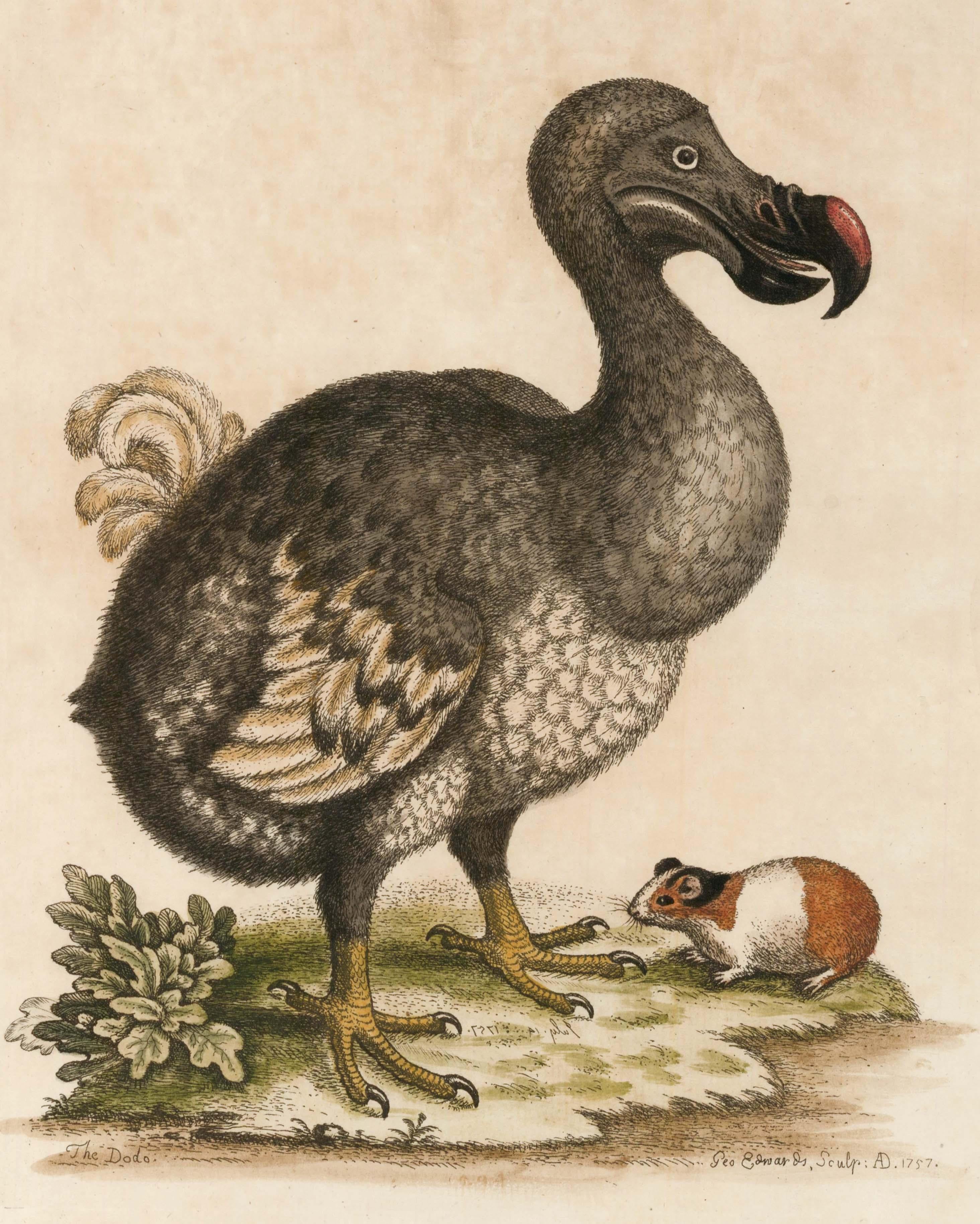 George Edwards Animal Print -  Hand-Colored Dodo Bird Engraving