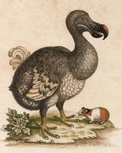  Hand-Colored Dodo Bird Engraving