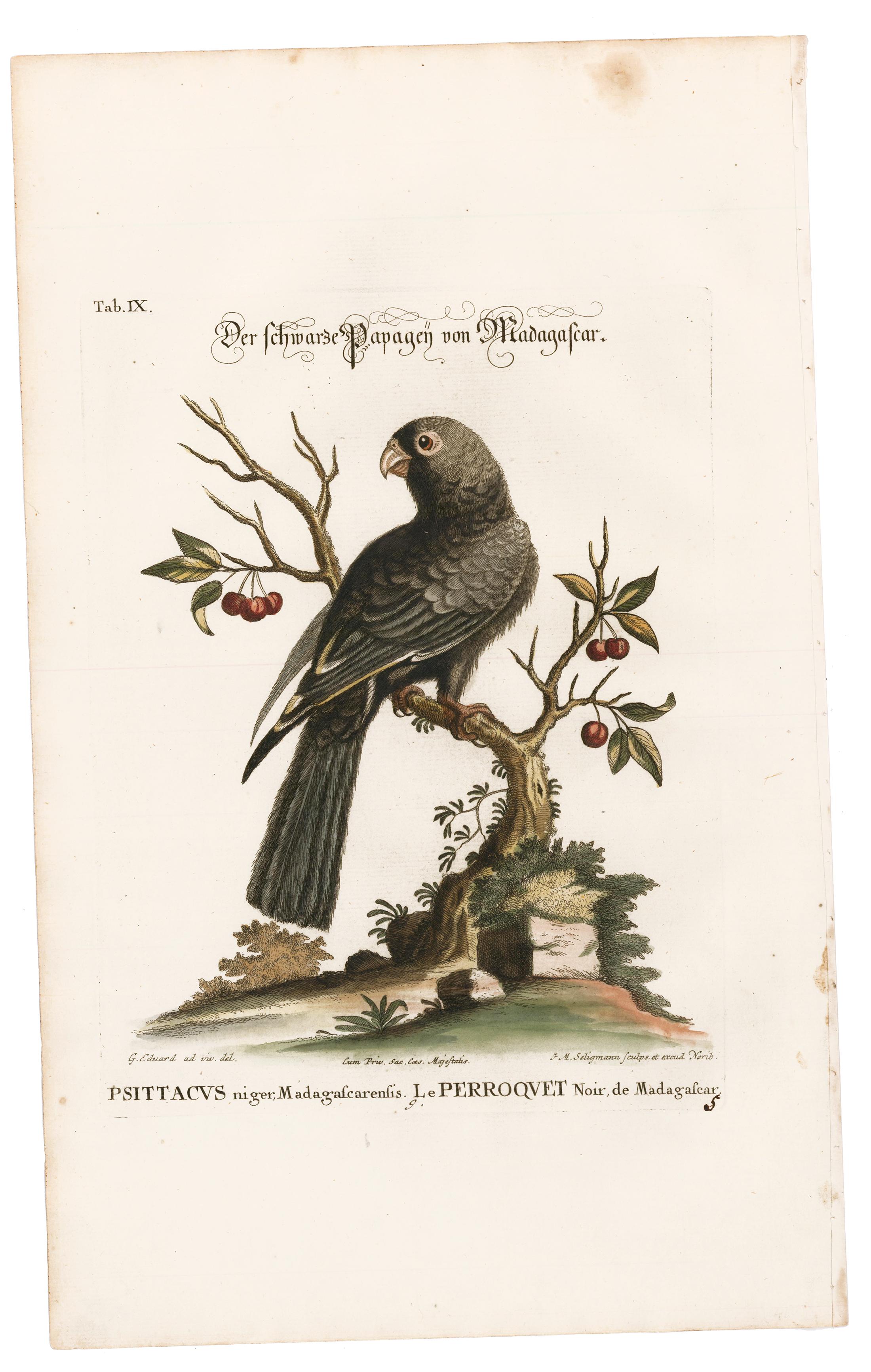 Hand-Colored Madagascar Parrot Engraving - Print by George Edwards