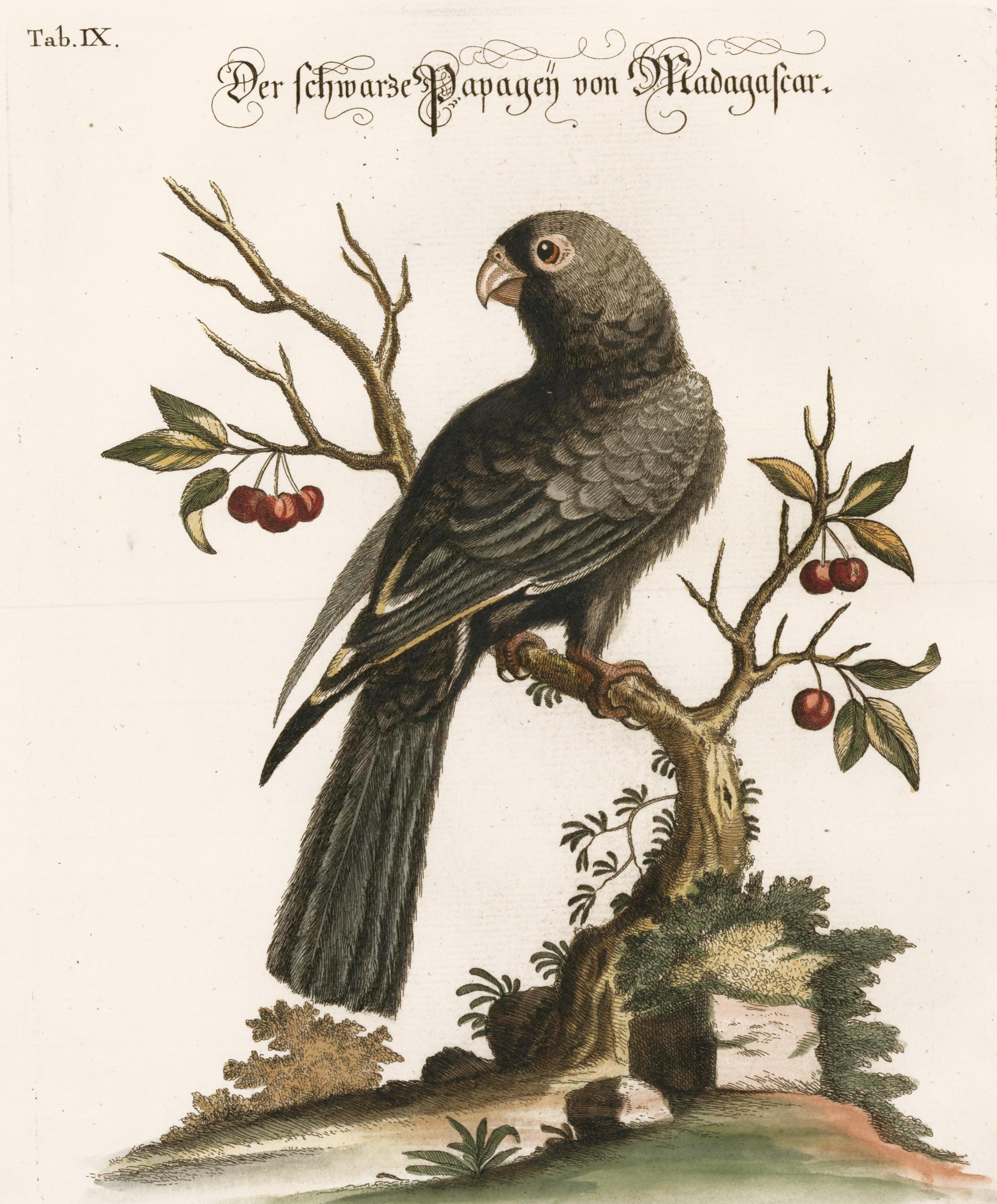 Hand-Colored Madagascar Parrot Engraving