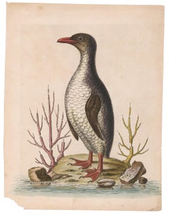 Hand-Colored Penguin Engraving