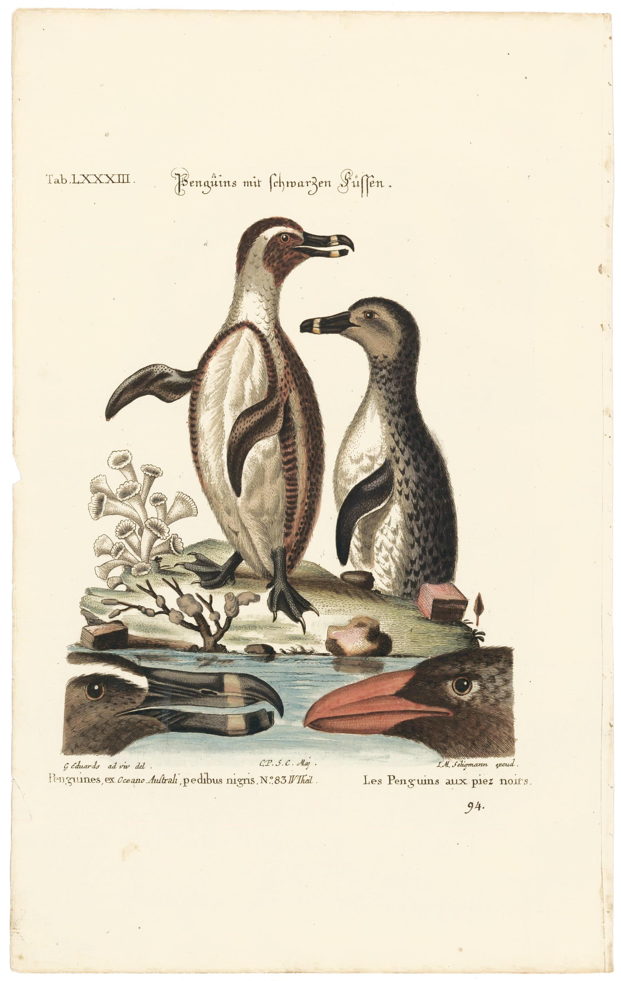 Handkolorierte Penguin-Stickerei – Print von George Edwards
