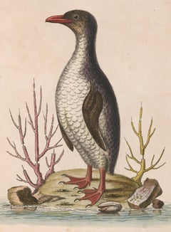 Antique  Hand-Colored Penguin Engraving