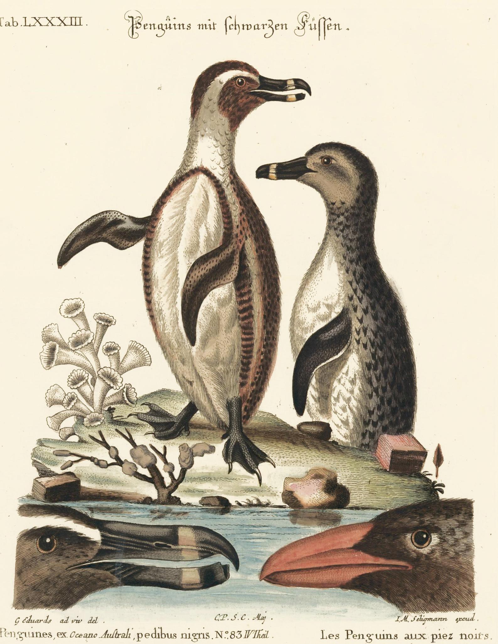 George Edwards Animal Print – Handkolorierte Penguin-Stickerei