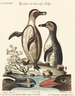 Gravure de pingouin colorée à la main