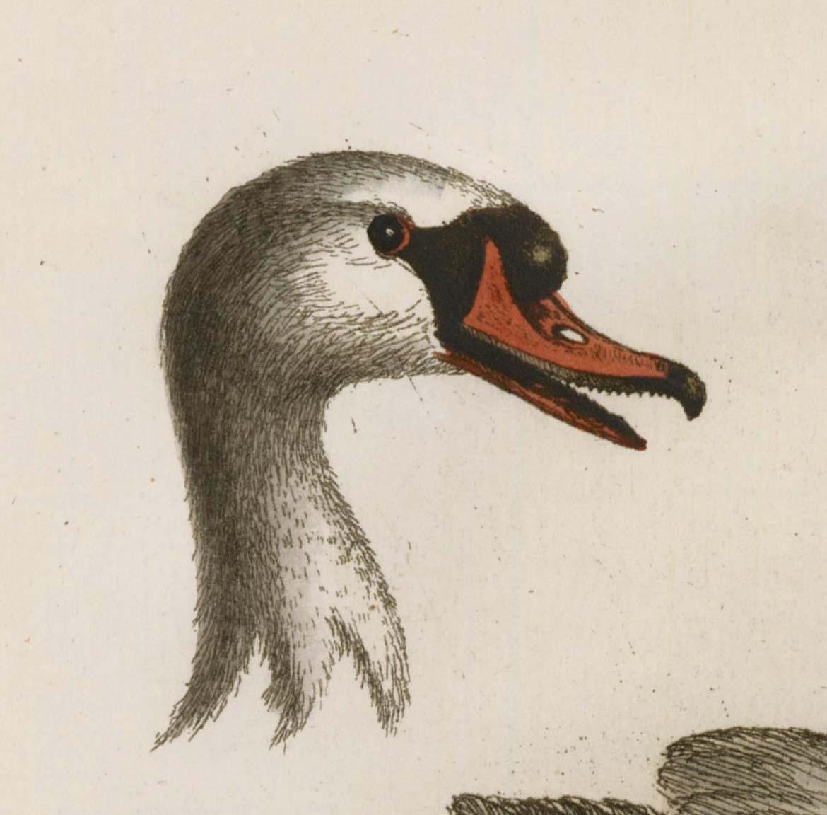  Hand-Colored Swan Engraving - Print by George Edwards
