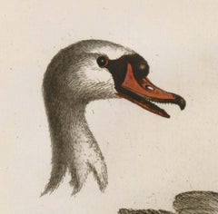 Hand-Colored Swan Engraving