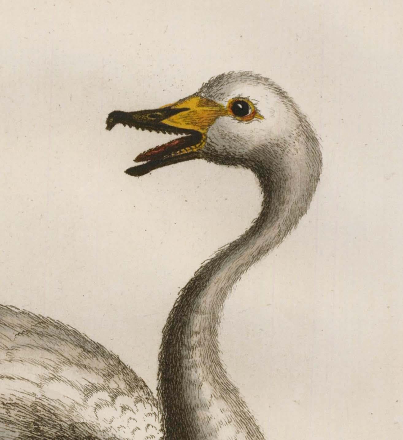  Hand-Colored Swan Engraving - Beige Animal Print by George Edwards