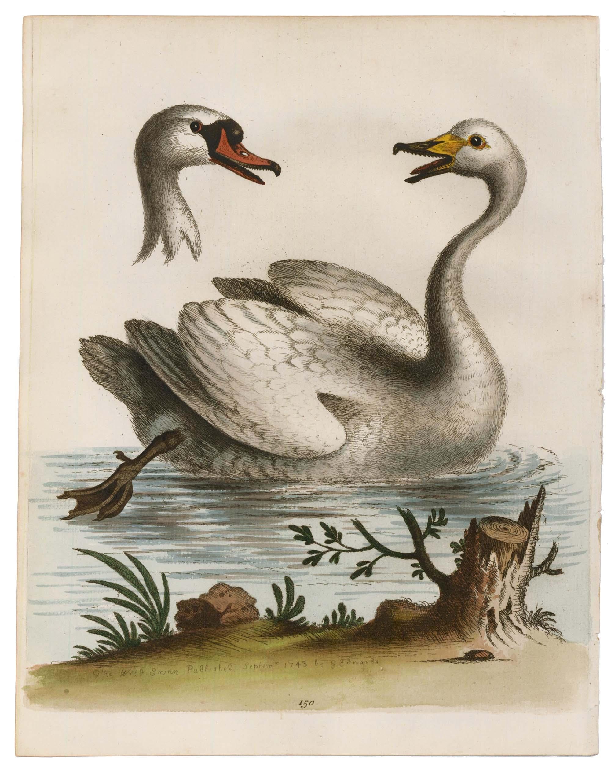 George Edwards Animal Print -  Hand-Colored Swan Engraving