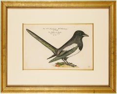 Late 18th Engraving "La Pie" ("The Magpie")
