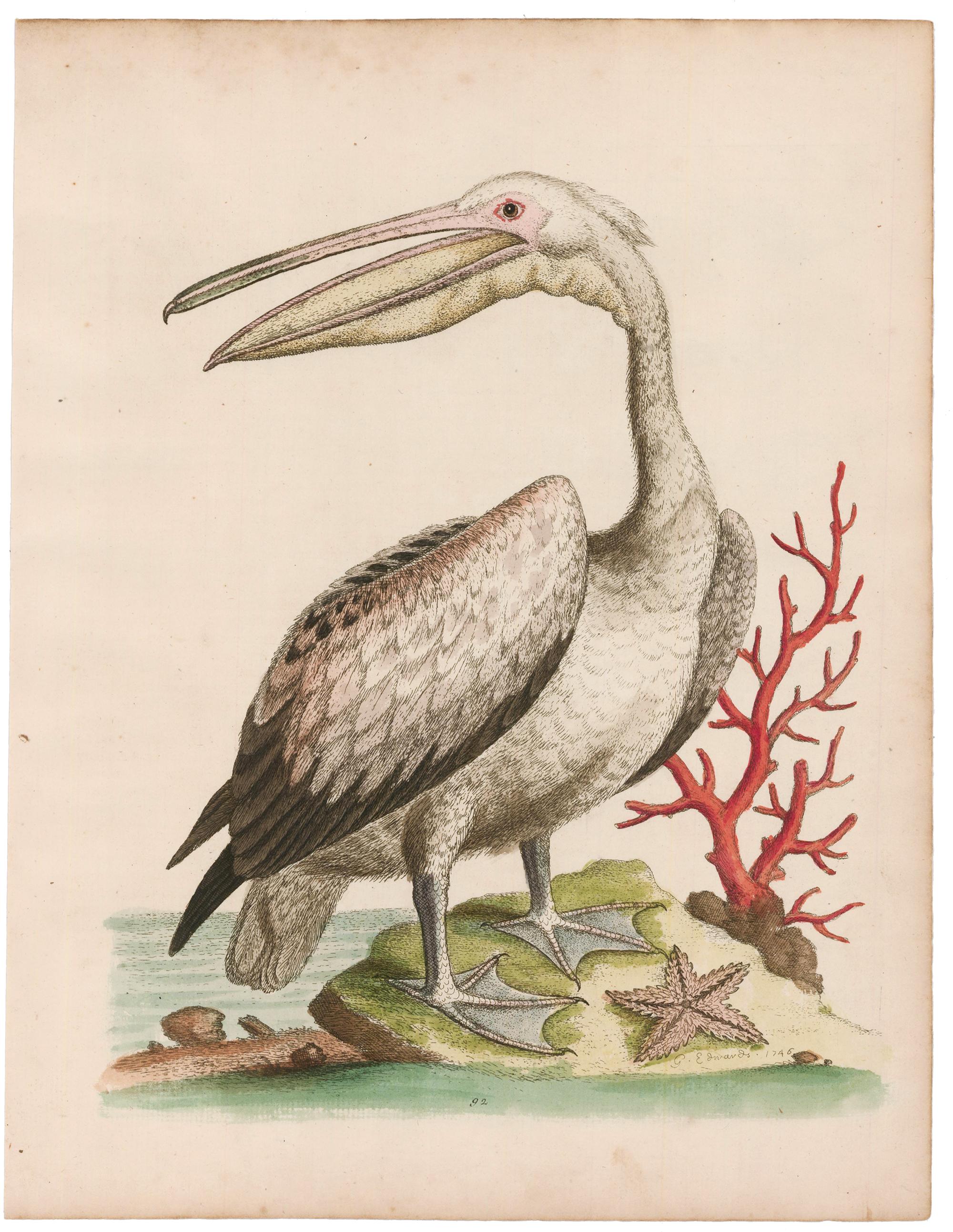 Paar handkolorierte Pelikan-Stickerei – Print von George Edwards