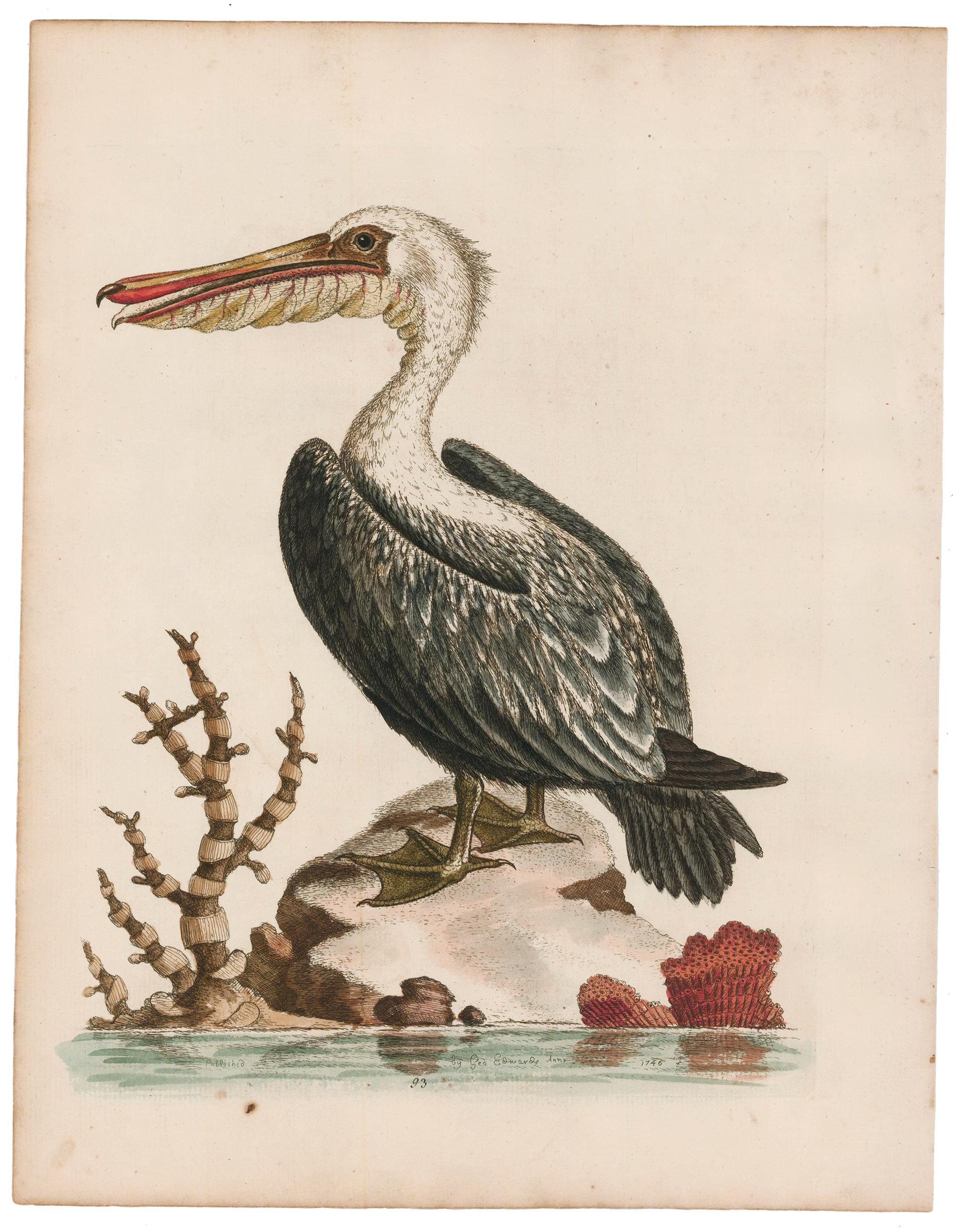 Paar handkolorierte Pelikan-Stickerei (Beige), Animal Print, von George Edwards
