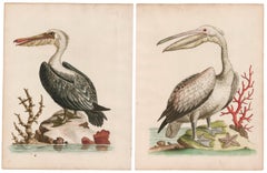 Pair of Hand-Colored Pelican Engravings