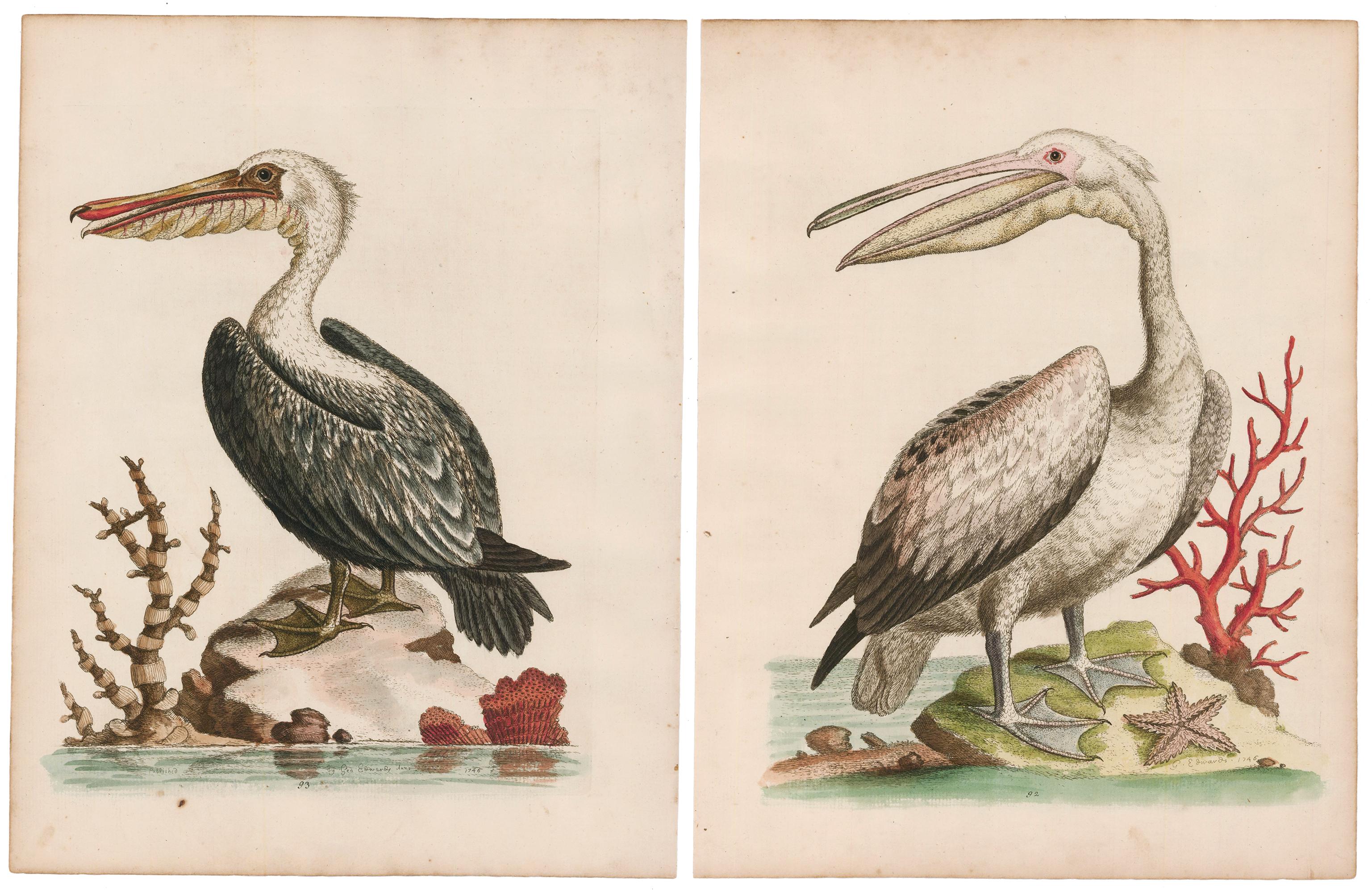 George Edwards Animal Print – Paar handkolorierte Pelikan-Stickerei