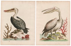 Antique Pair of Hand-Colored Pelican Engravings