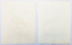 Set von zwei handkolorierten ornithologischen Gravuren von George Edwards /// Vogelkunst