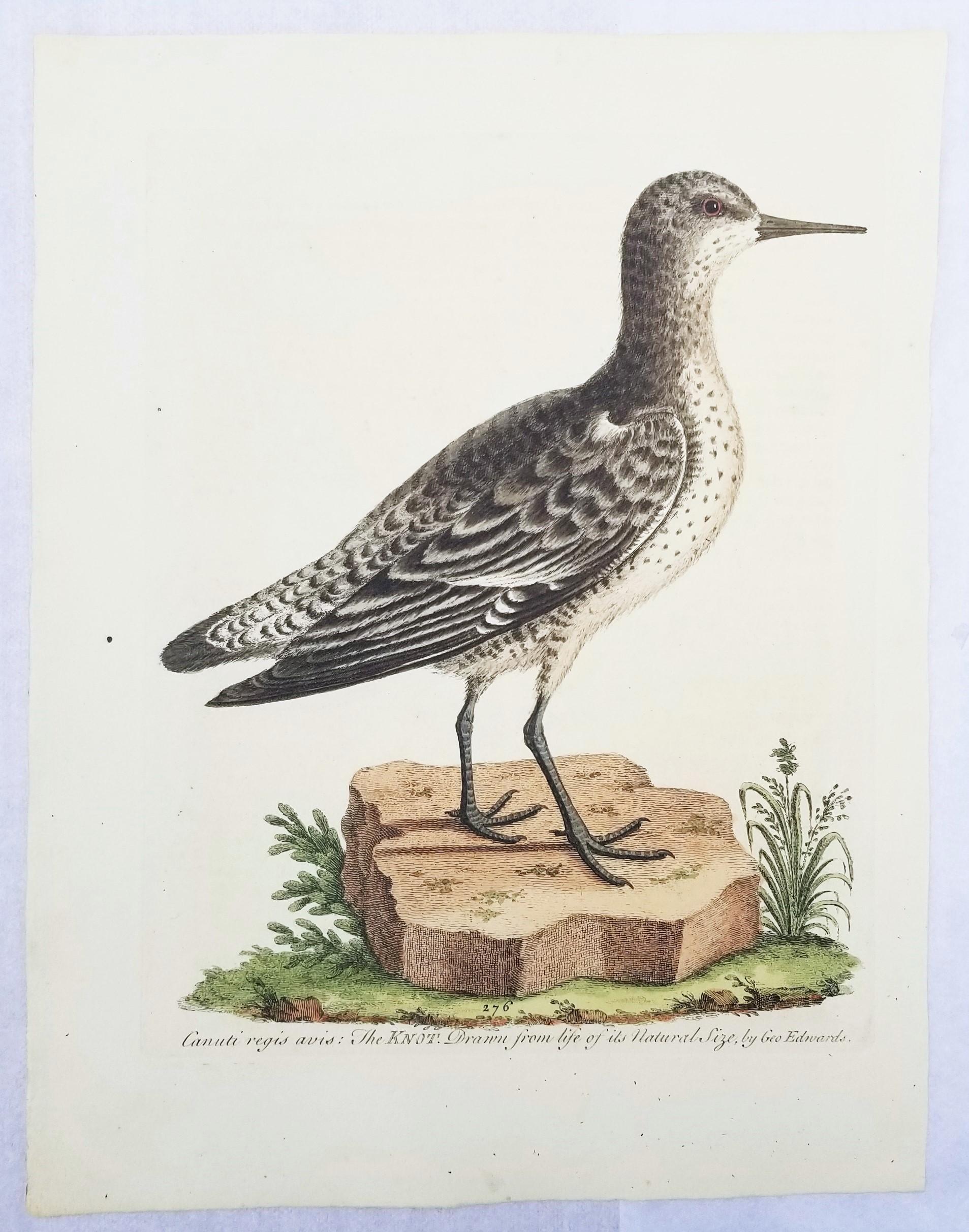 Set von zwei handkolorierten ornithologischen Gravuren von George Edwards /// Vogelkunst im Angebot 2