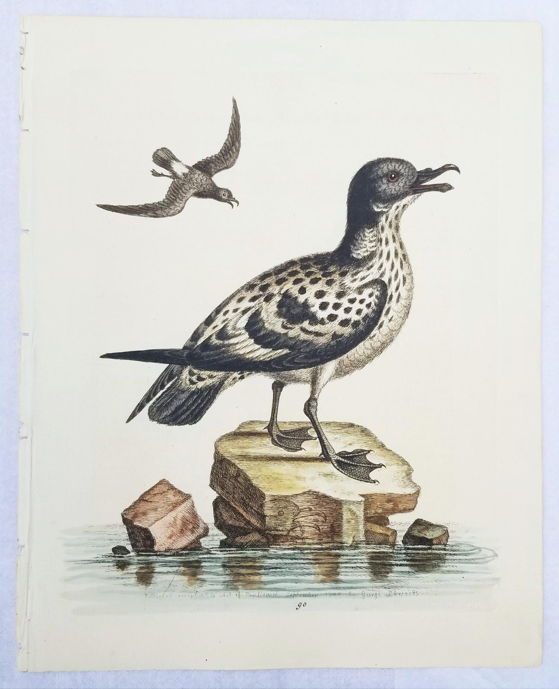 Set of Two Hand-Colored Ornithological Engravings by George Edwards /// Bird Art For Sale 1