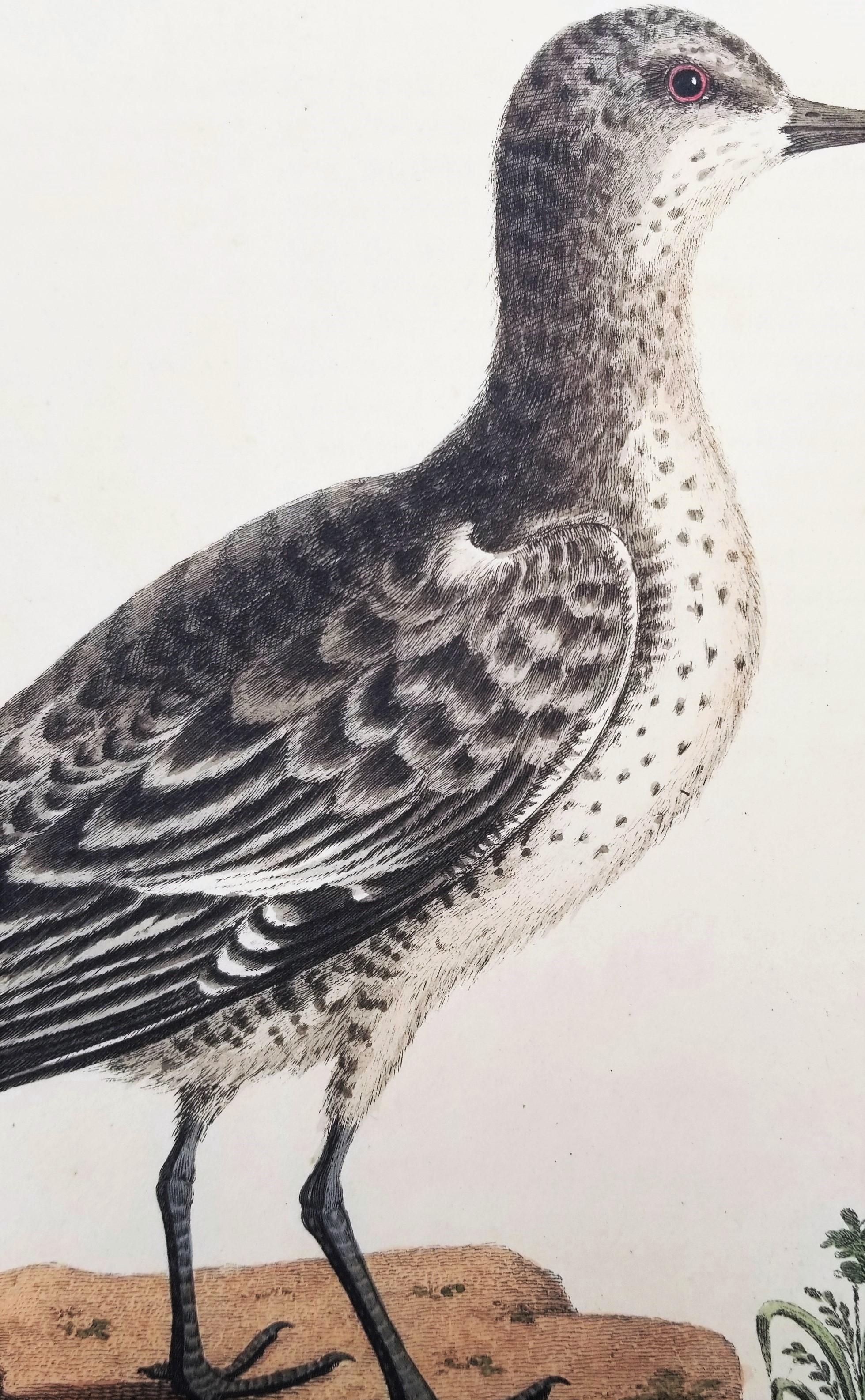 Set of Two Hand-Colored Ornithological Engravings by George Edwards /// Bird Art For Sale 2