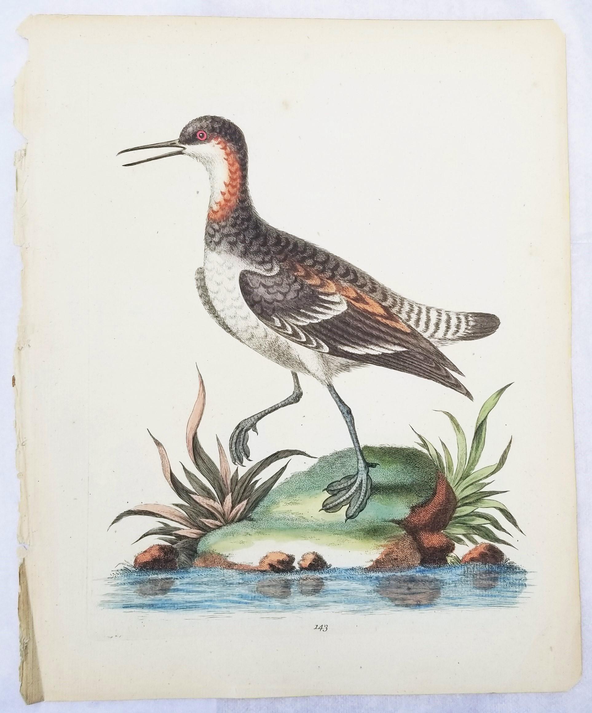 Ensemble de deux gravures ornithologiques colorées à la main par George Edwards /// Bird Art en vente 4