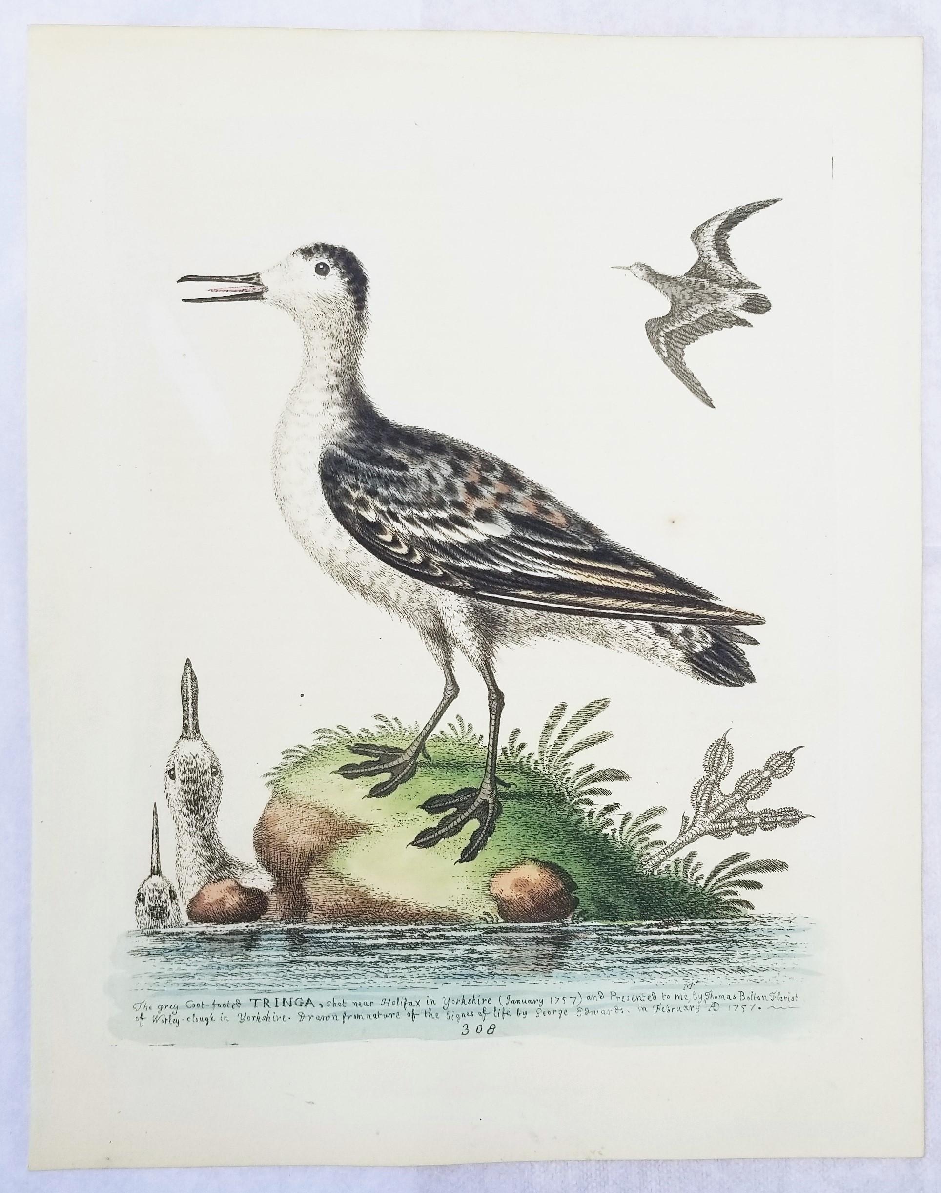 Set of Two Hand-Colored Ornithological Engravings by George Edwards /// Bird Art For Sale 3