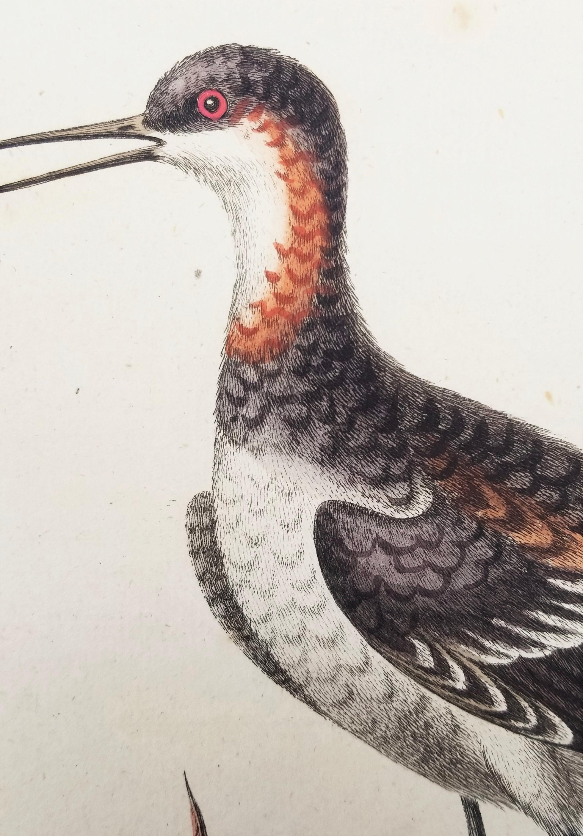 Set von zwei handkolorierten ornithologischen Gravuren von George Edwards /// Vogelkunst im Angebot 5