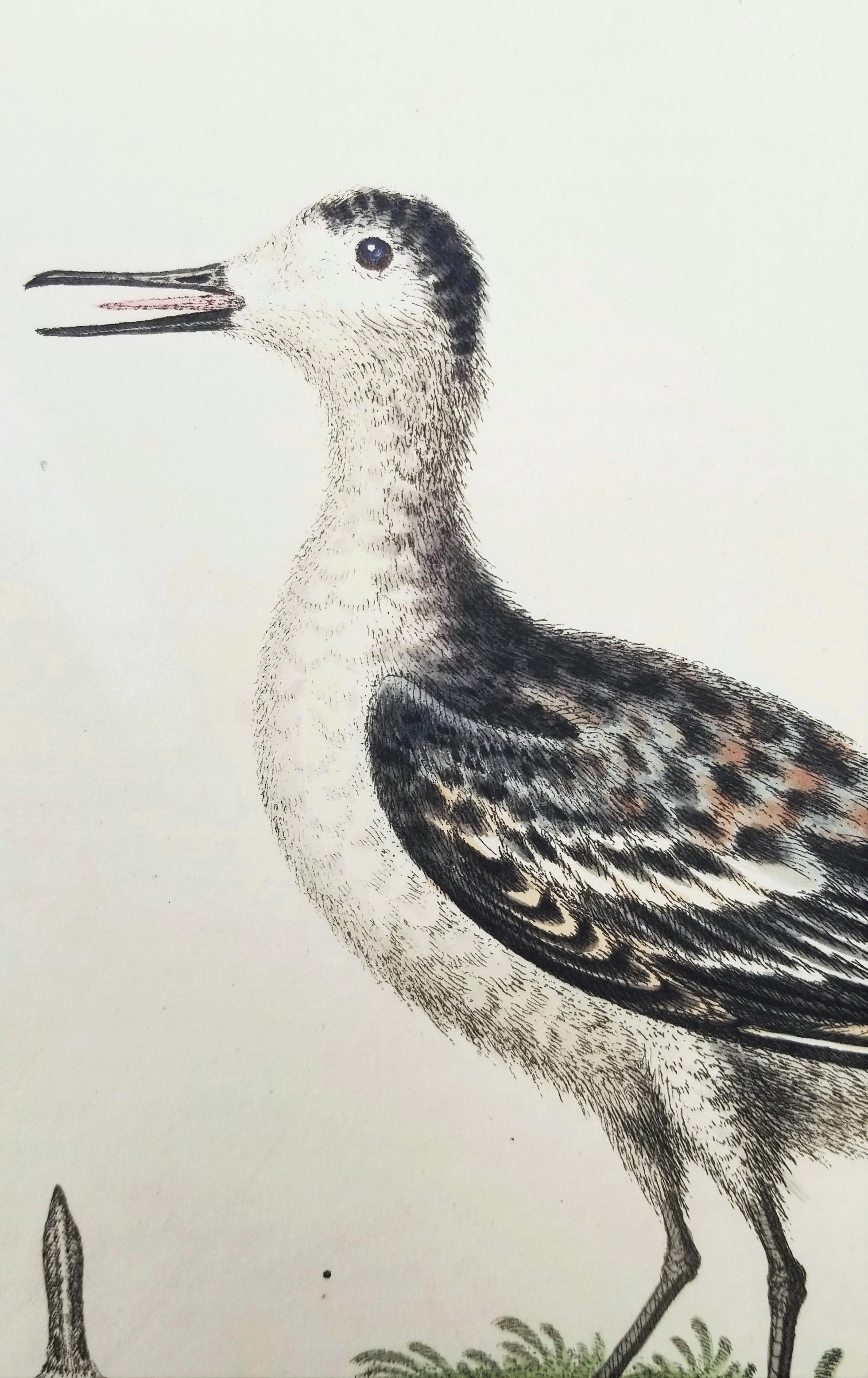 Ensemble de deux gravures ornithologiques colorées à la main par George Edwards /// Bird Art en vente 5
