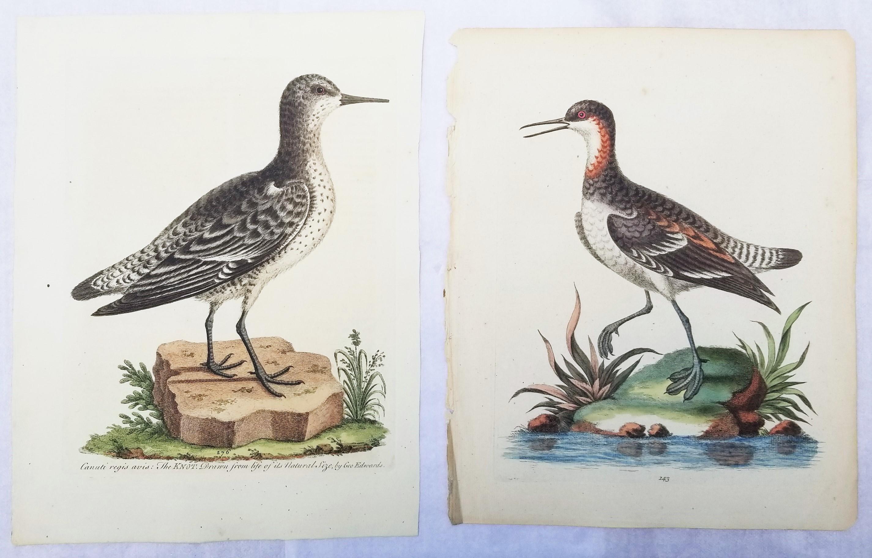 Set von zwei handkolorierten ornithologischen Gravuren von George Edwards /// Vogelkunst
