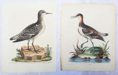 Antique Set of Two Hand-Colored Ornithological Engravings by George Edwards /// Bird Art