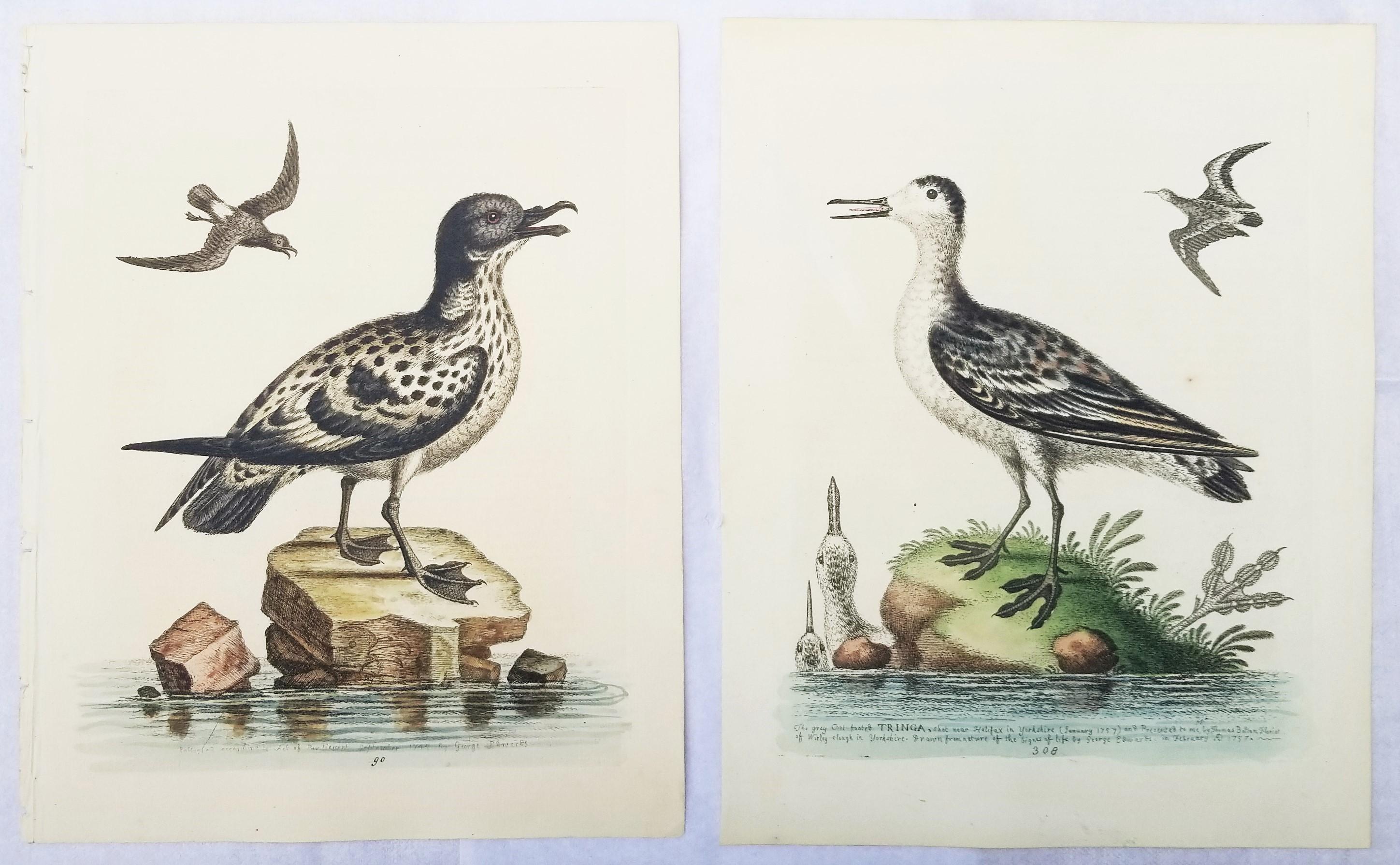 Artistics : George Edwards (anglais, 1694-1773)
Titre : "Ensemble de deux gravures ornithologiques colorées à la main par George Edwards".
Portfolio : Histoire naturelle des oiseaux peu communs et de quelques autres animaux rares et non décrits /