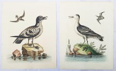 Antique Set of Two Hand-Colored Ornithological Engravings by George Edwards /// Bird Art