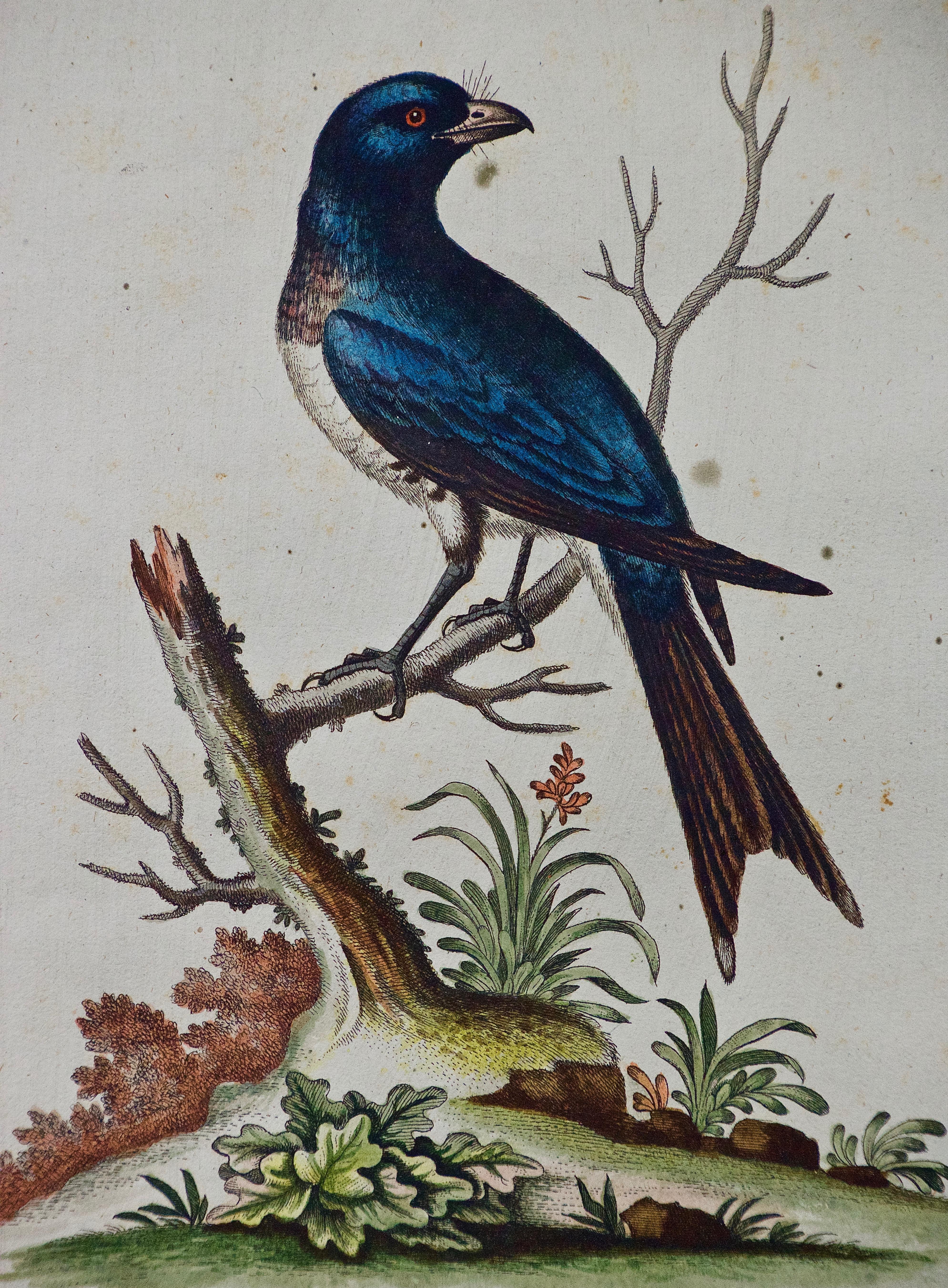Three 18th Century Hand Colored Engravings of Birds by George Edwards 9