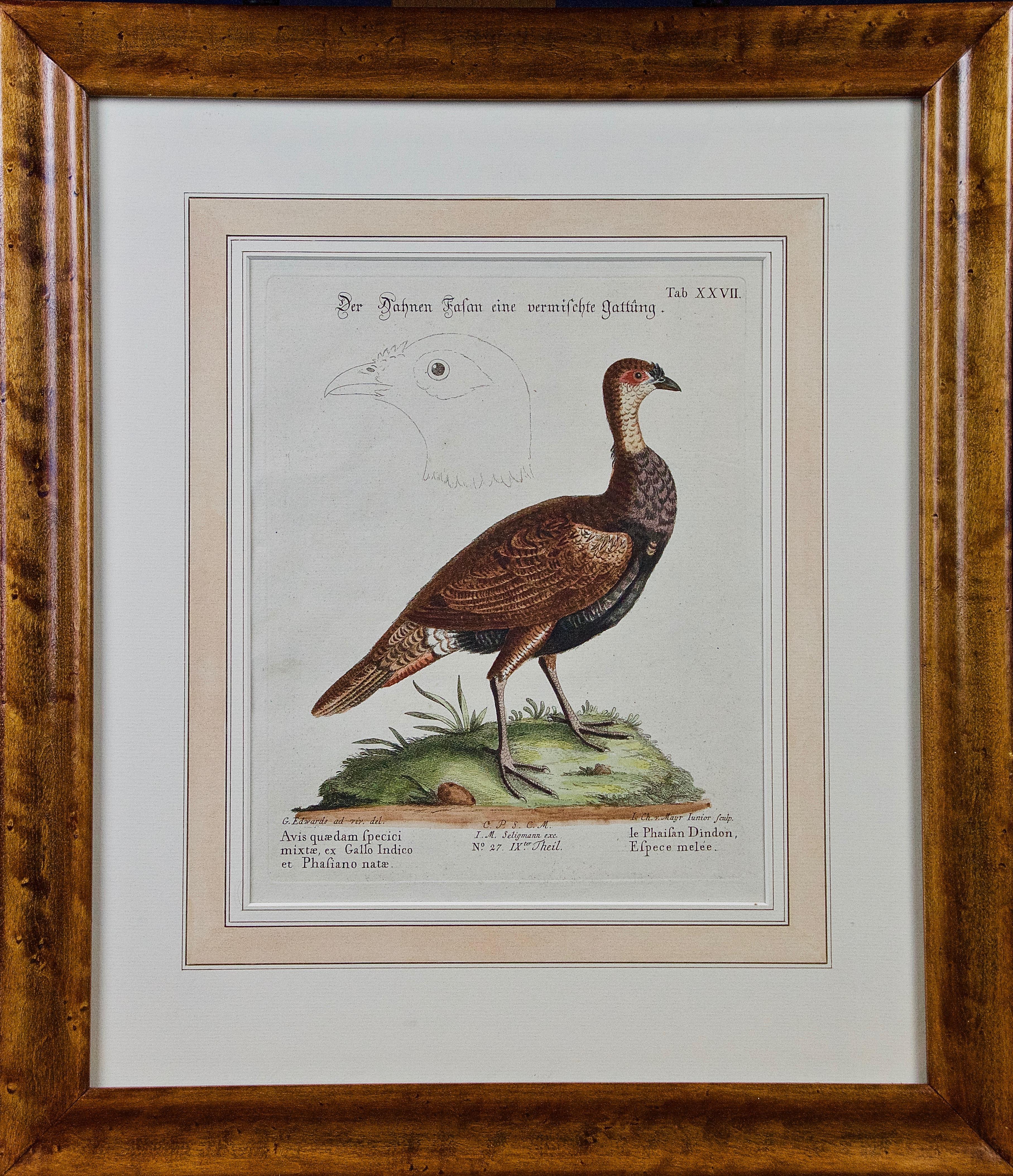 Three 18th Century Hand Colored Engravings of Birds by George Edwards 13