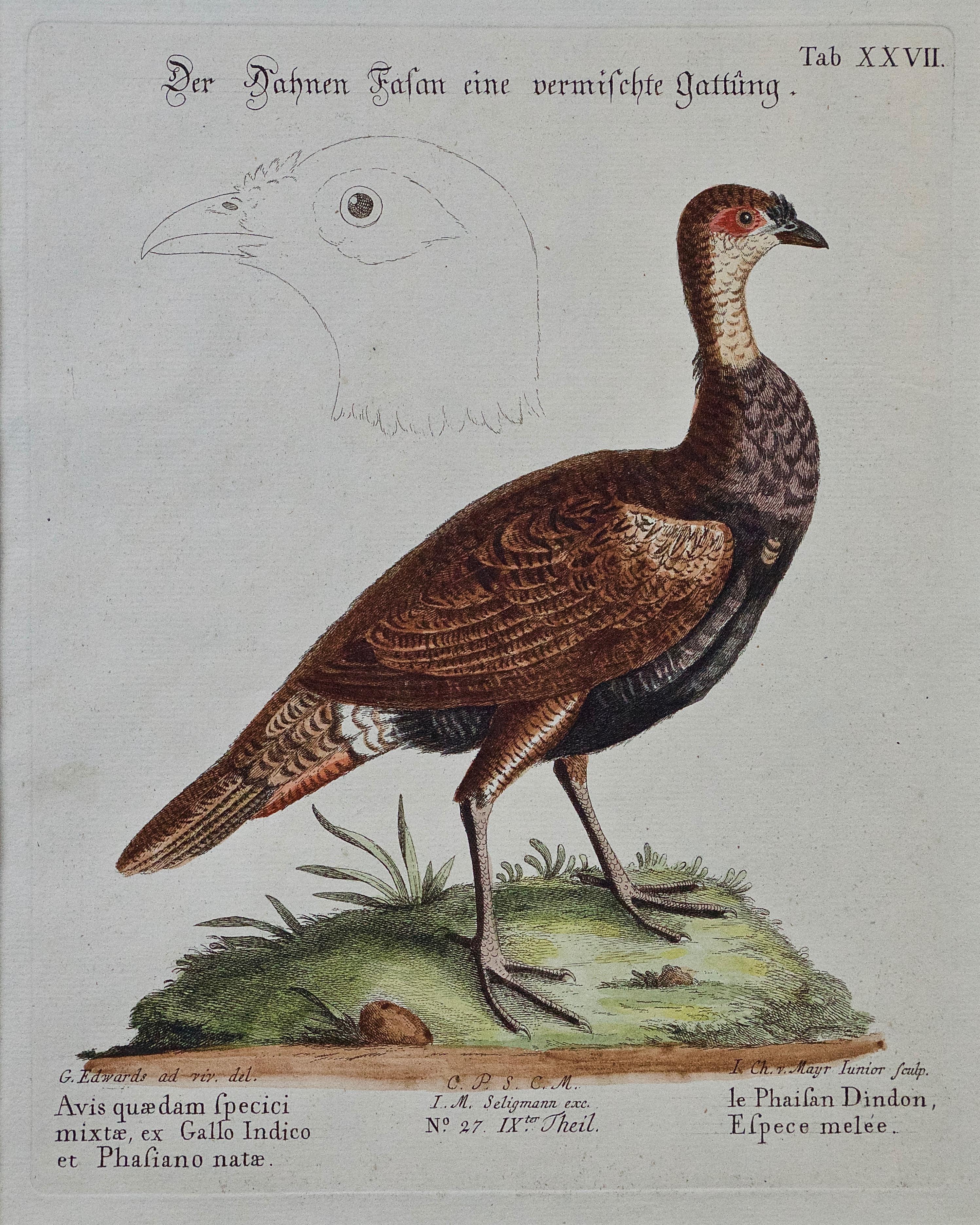Trois gravures d'oiseaux colorées à la main du 18e siècle de George Edwards 15
