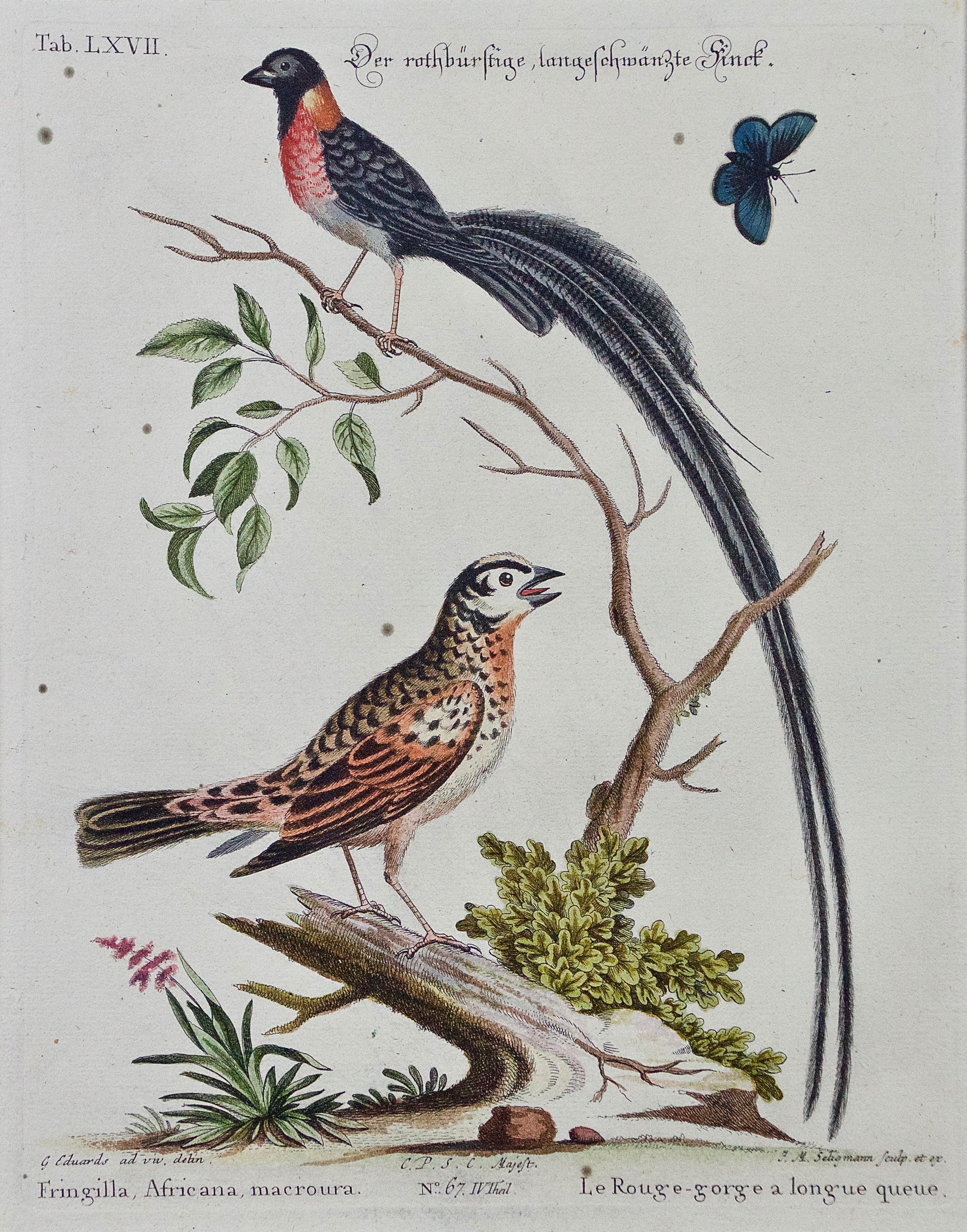 Three 18th Century Hand Colored Engravings of Birds by George Edwards 1