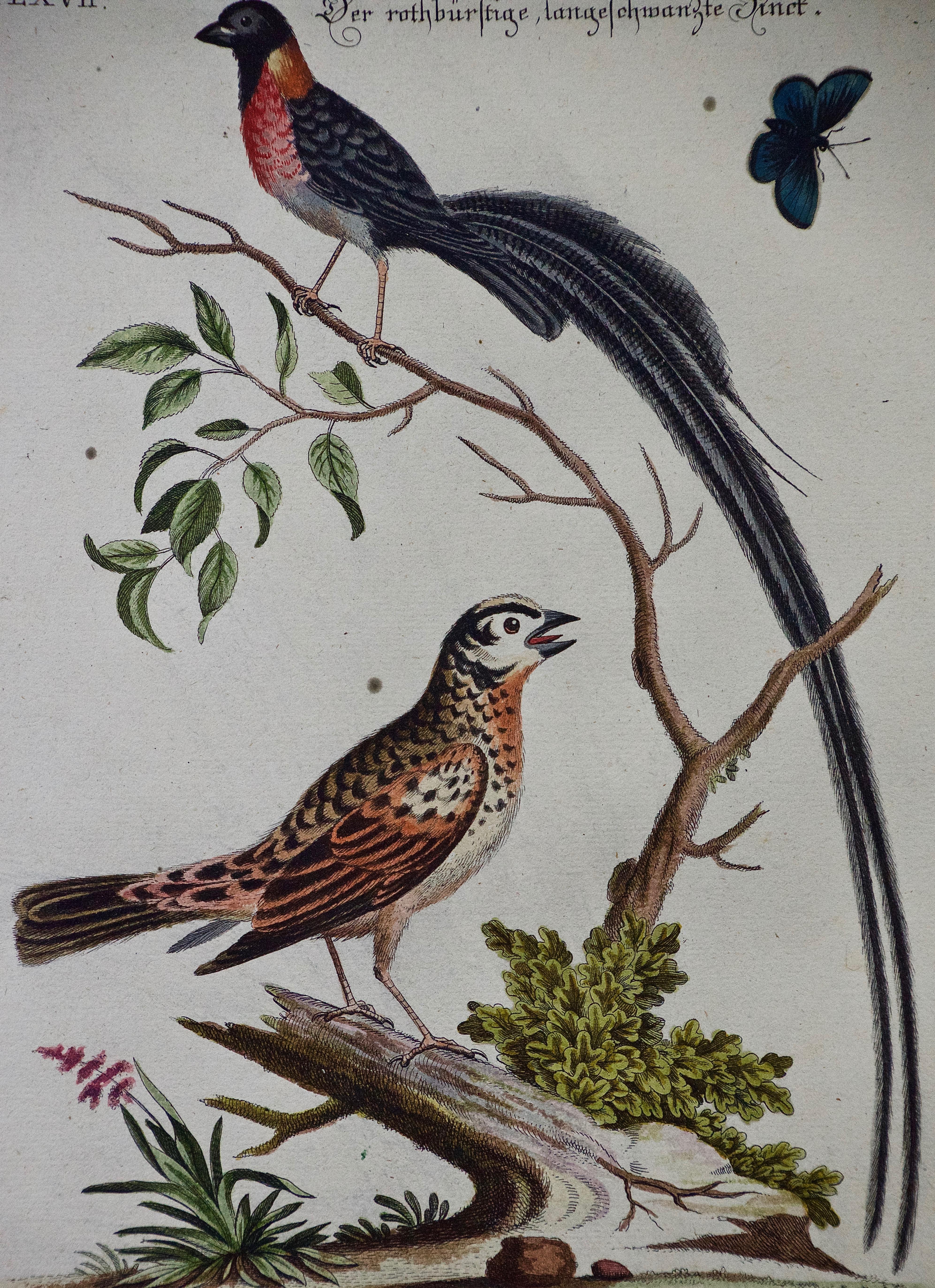 Three 18th Century Hand Colored Engravings of Birds by George Edwards 2