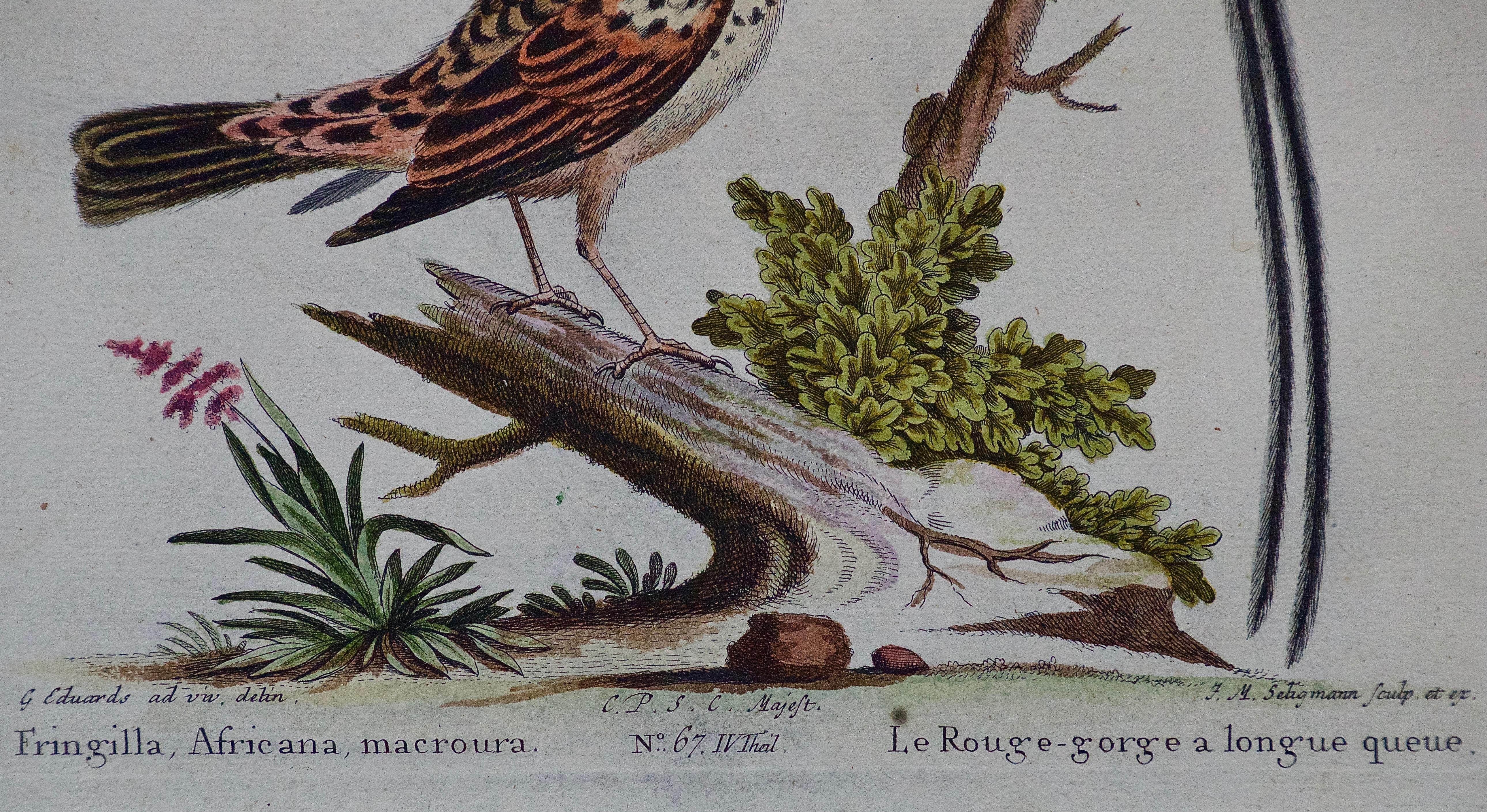 Three 18th Century Hand Colored Engravings of Birds by George Edwards 4