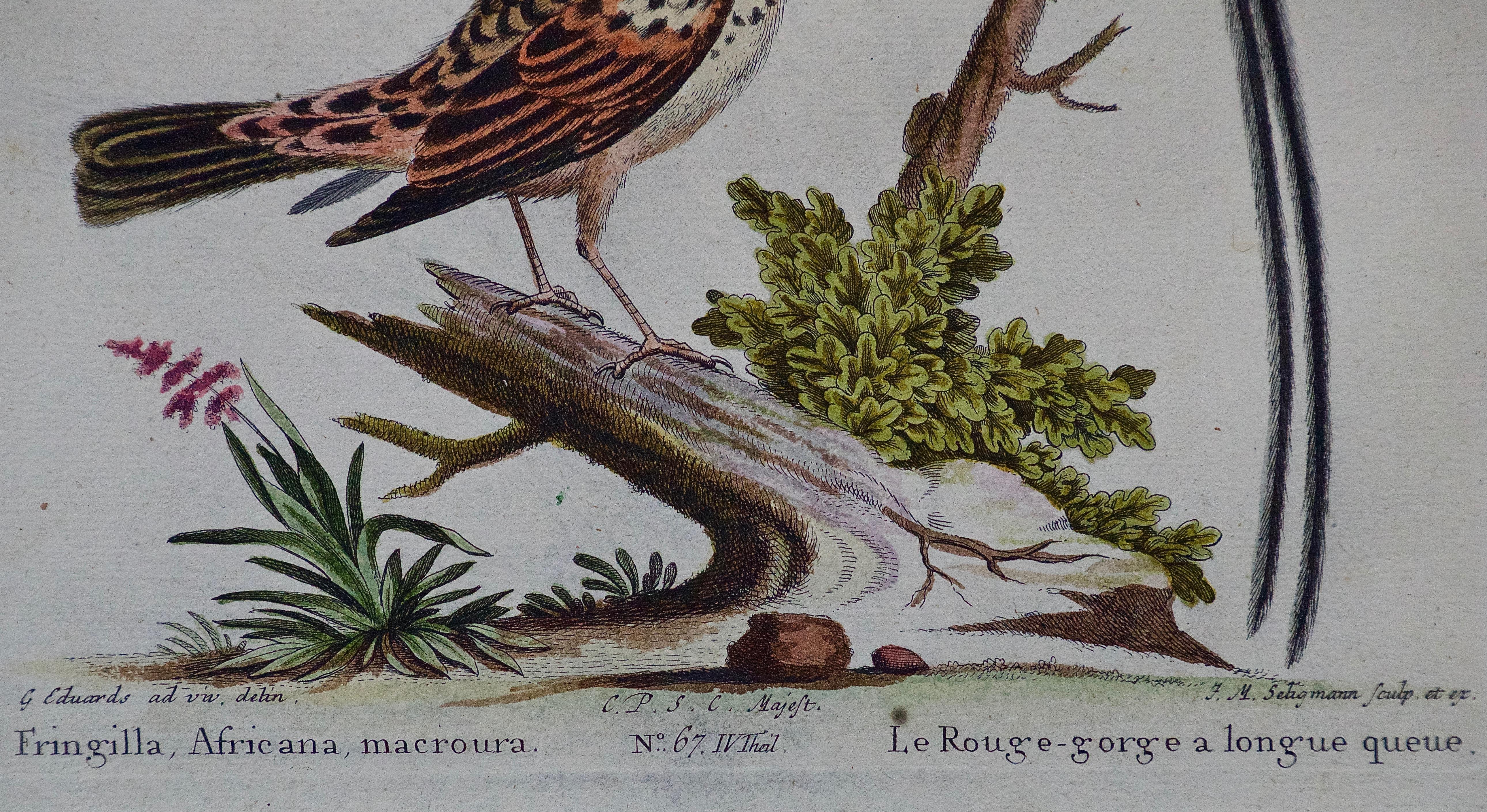 Trois gravures d'oiseaux colorées à la main du 18e siècle de George Edwards 5